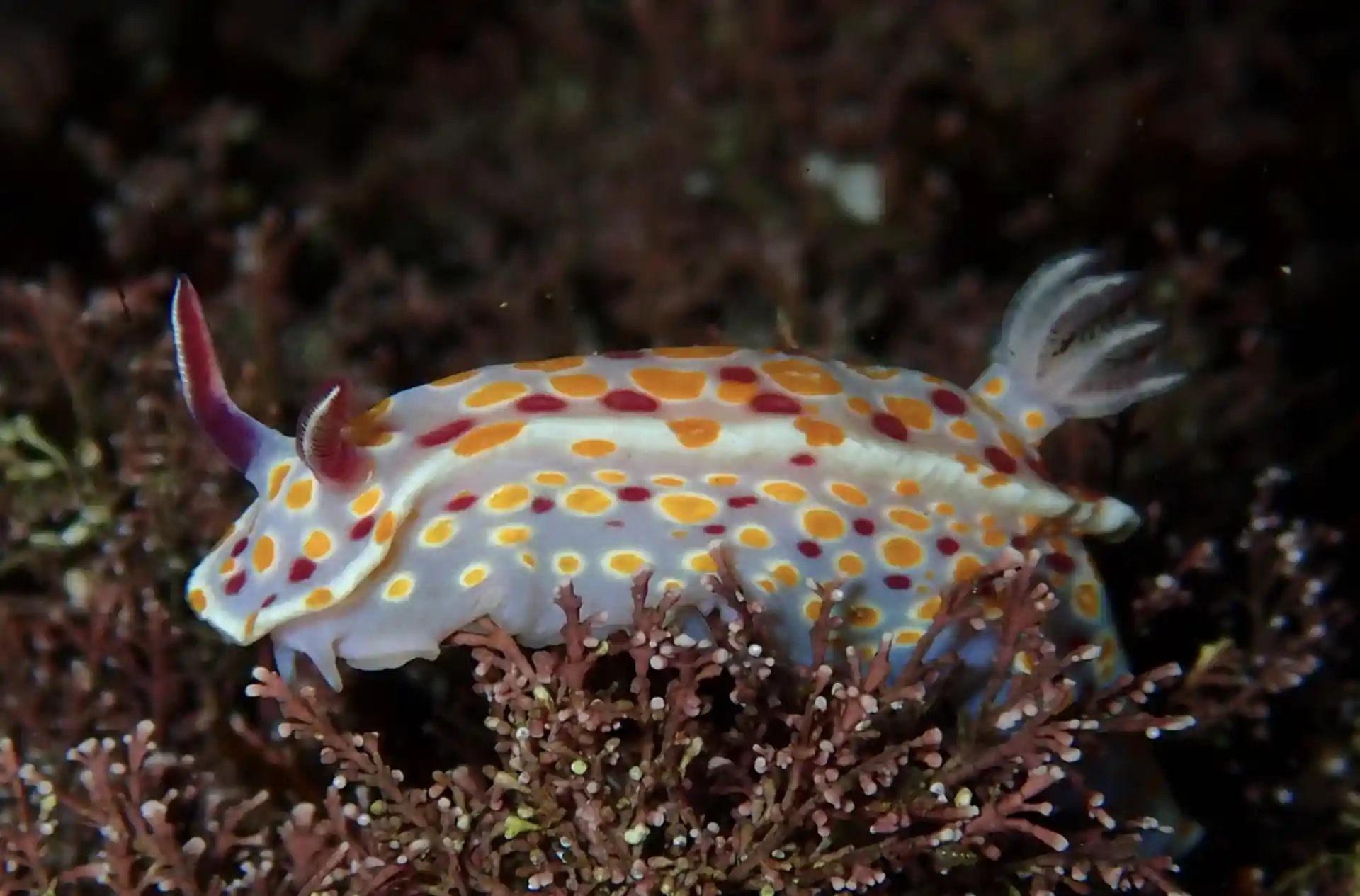 Dive site photo