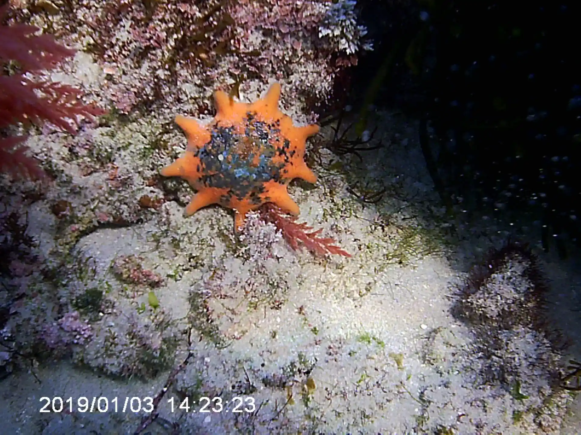 ダイビングサイトの写真