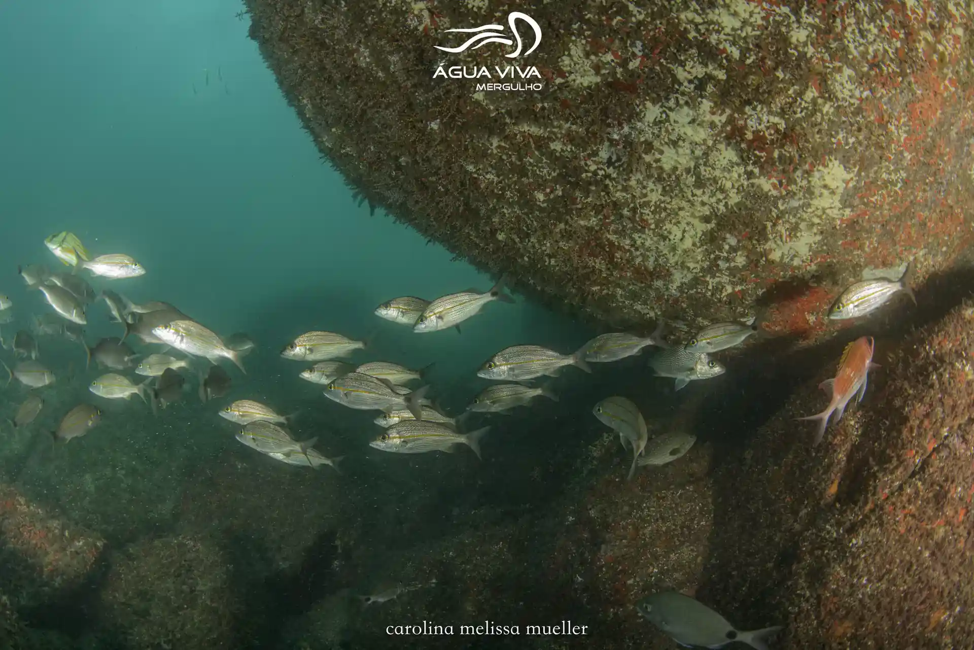 Dive site photo