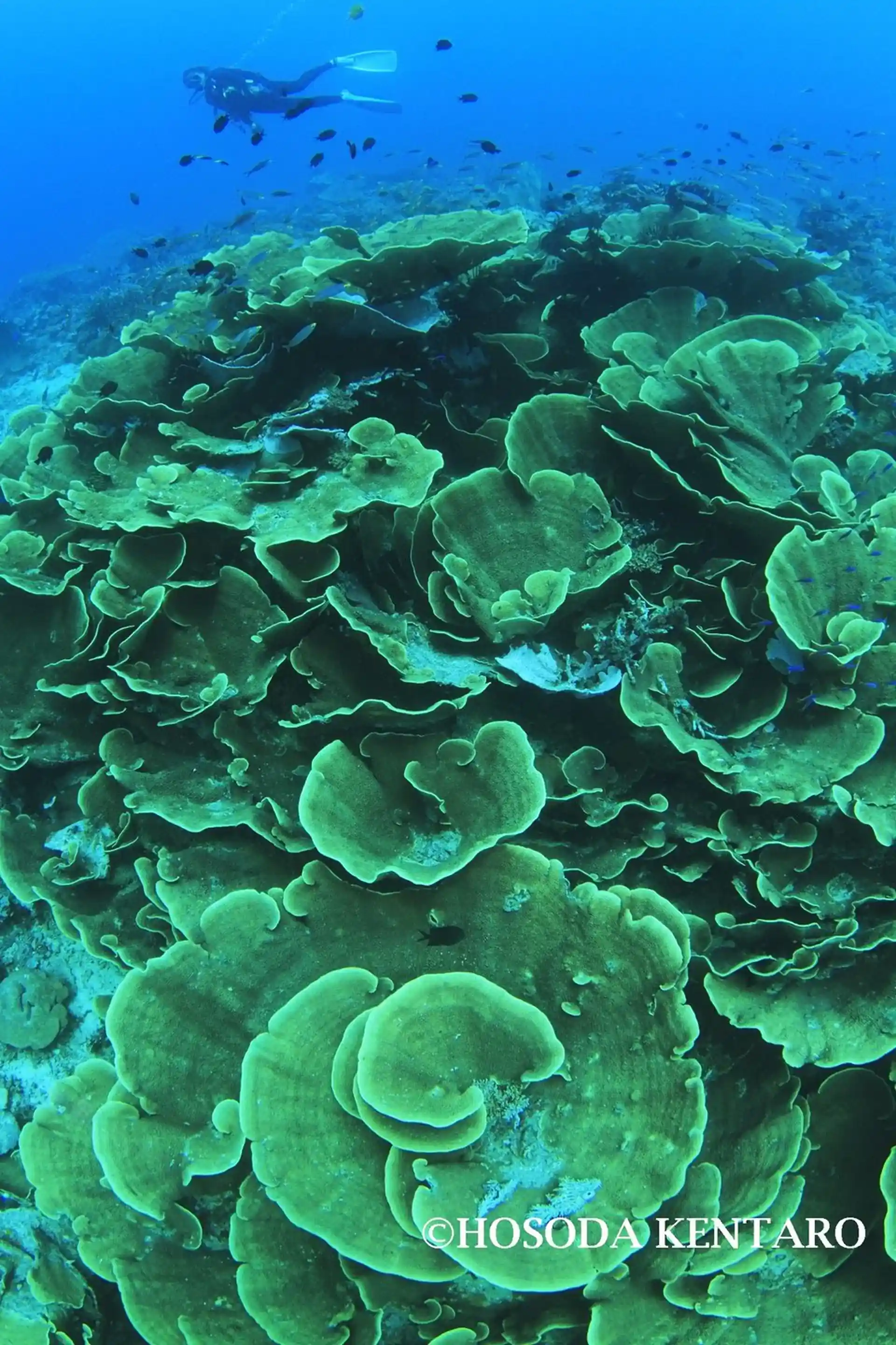 Dive site photo