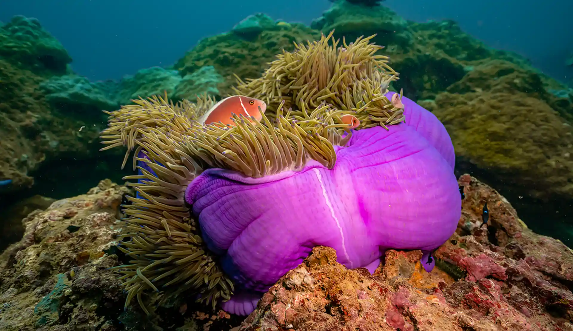 Foto de la tienda de buceo