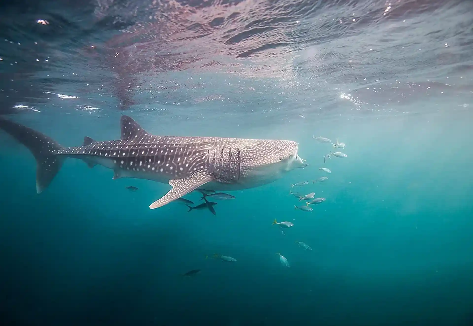 Whaleshark