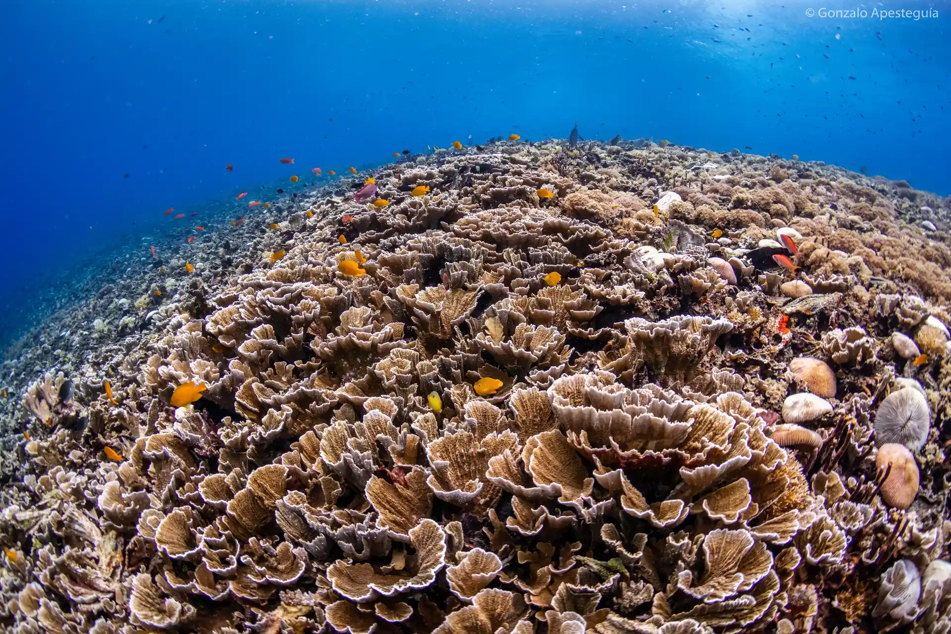 Beautiful hard corals