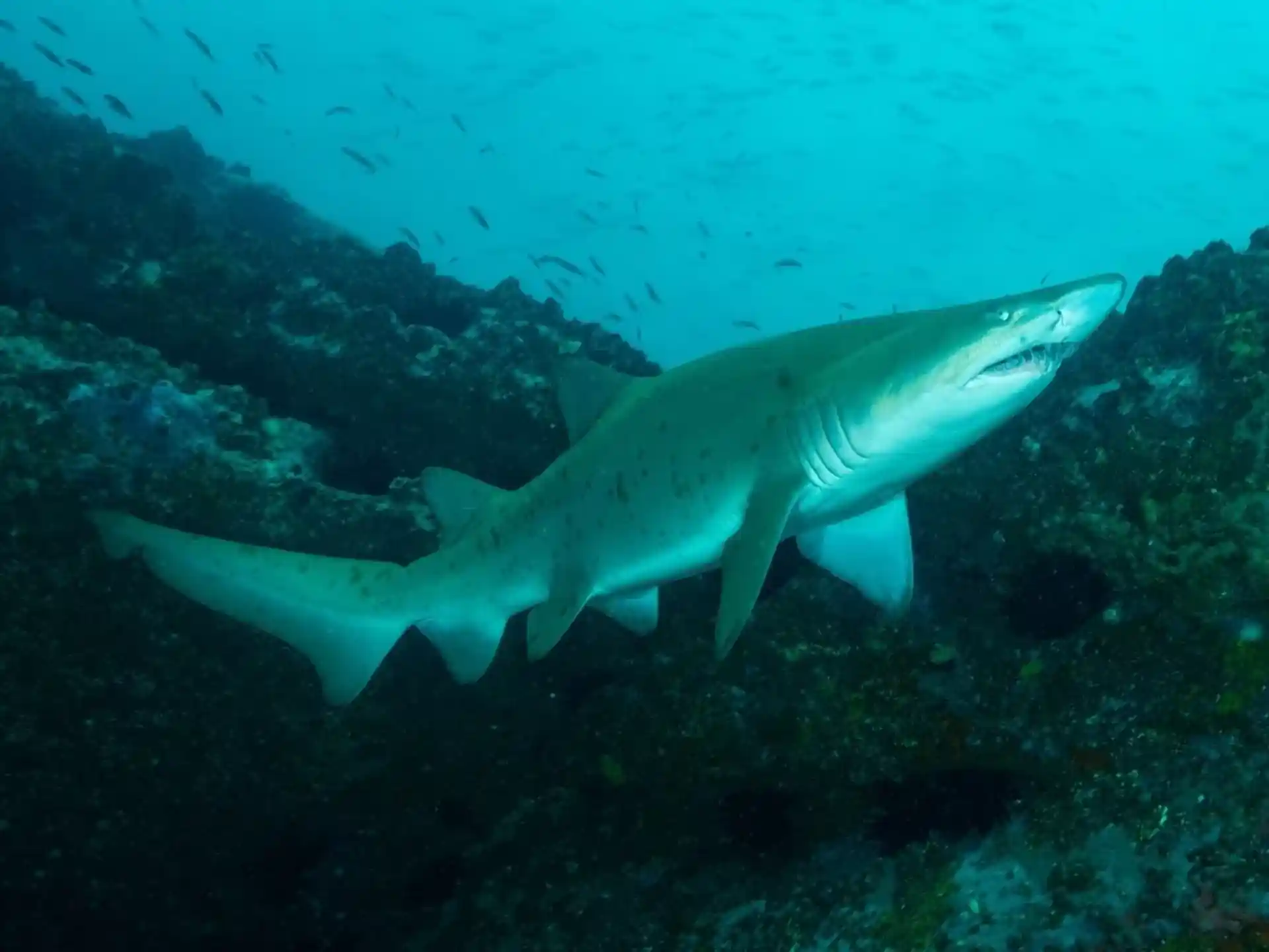 Photo du site de plongée