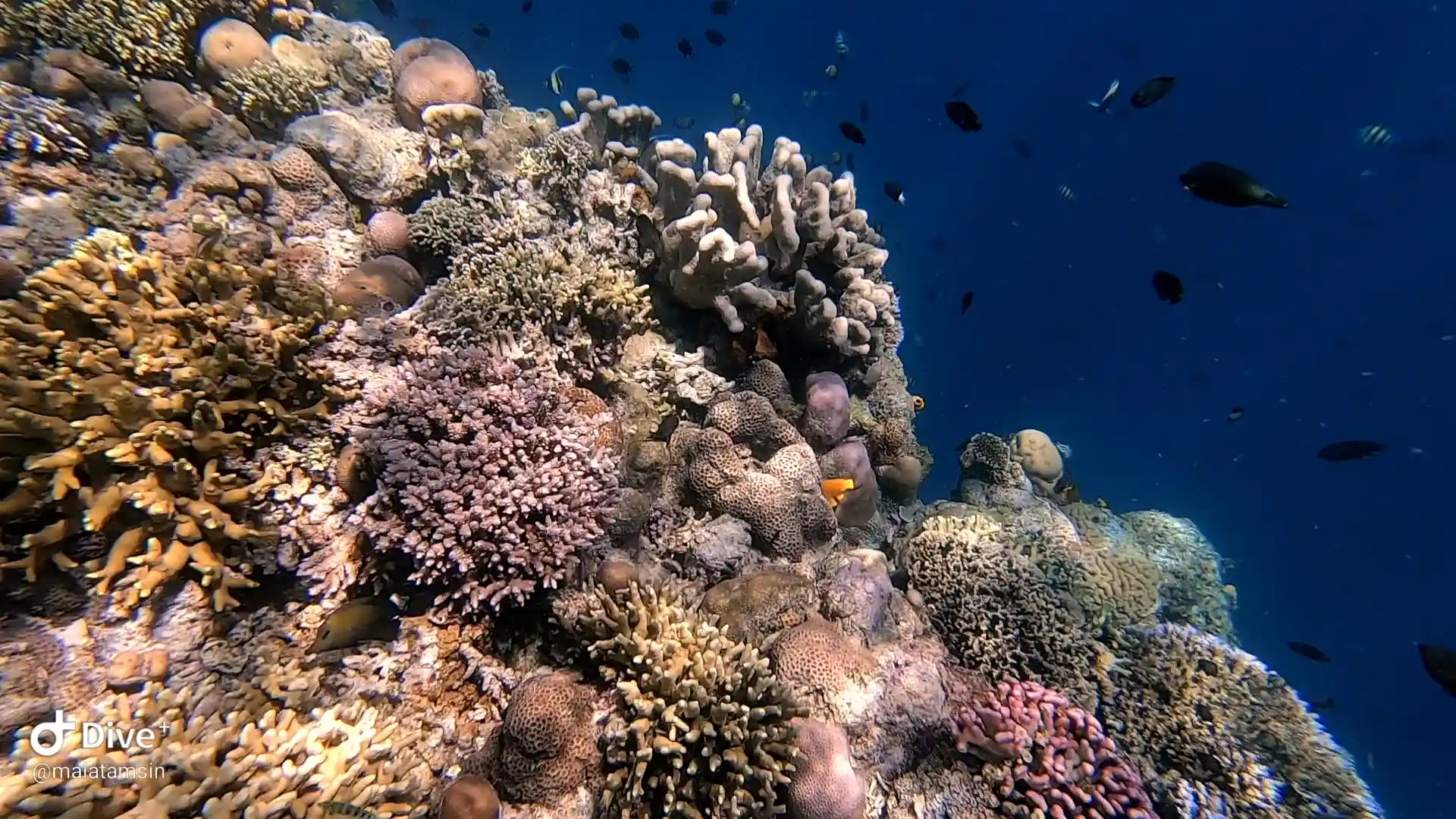 Dive site photo