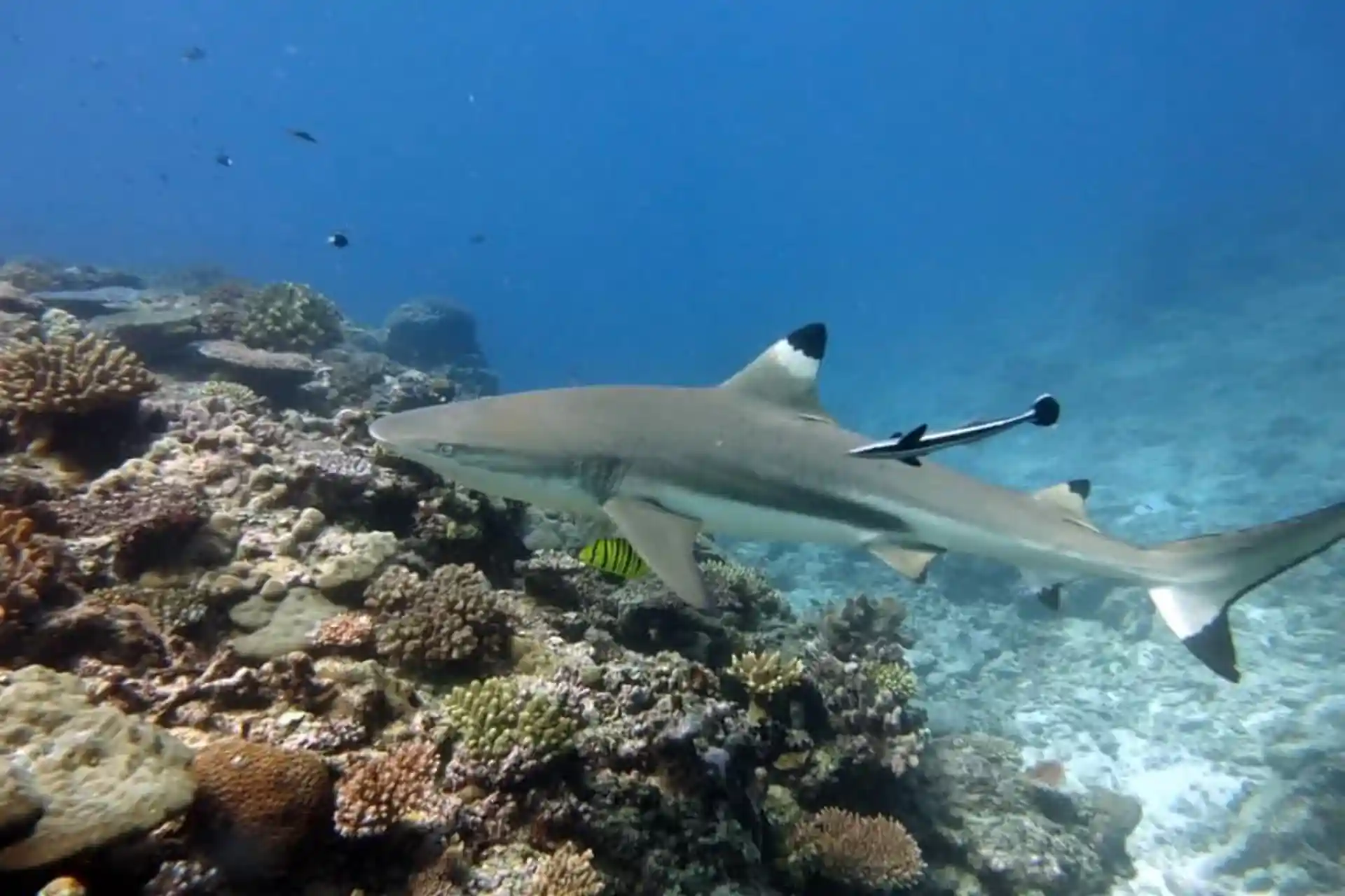 Reef sharks can be seen at most of our dive sites
