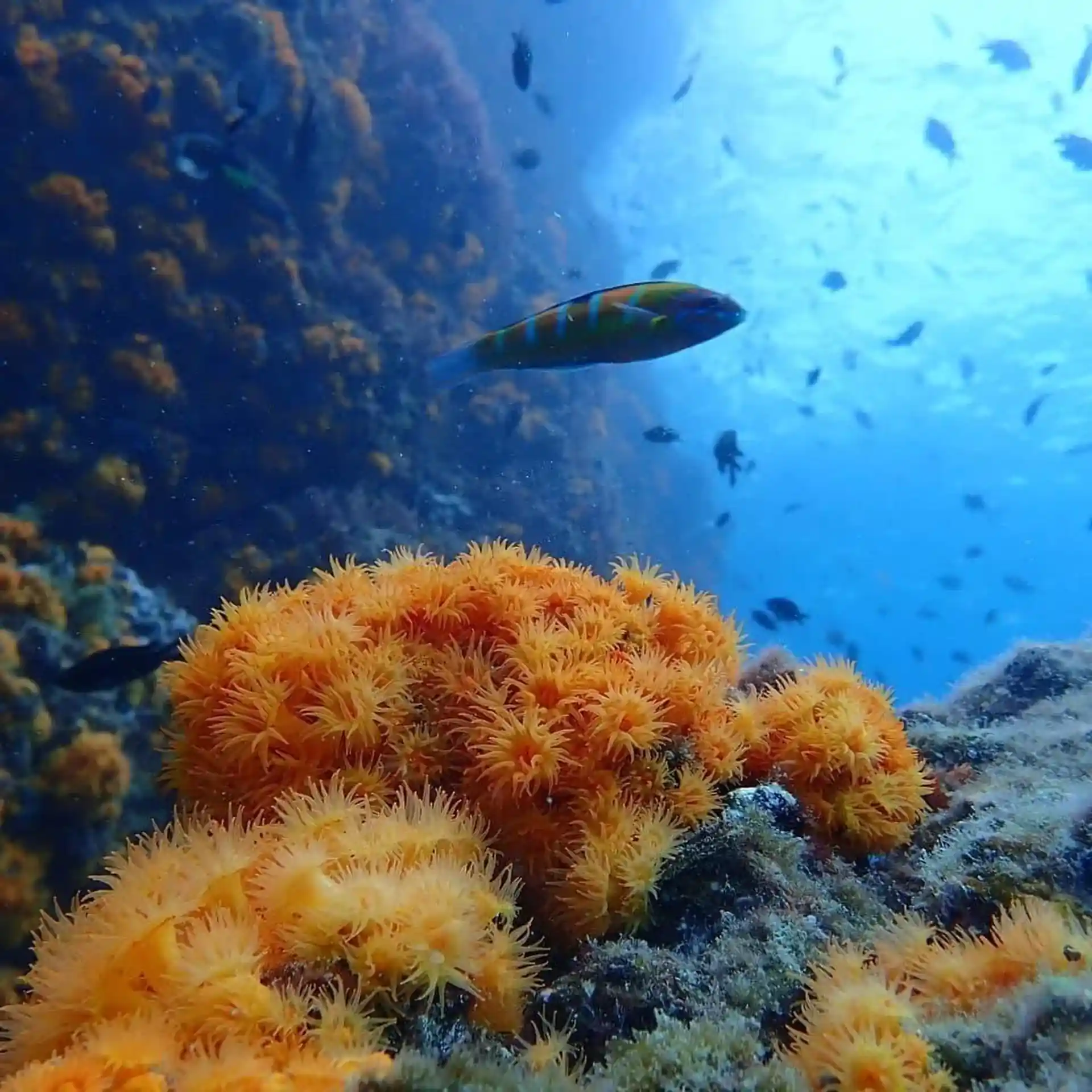 Dive site photo