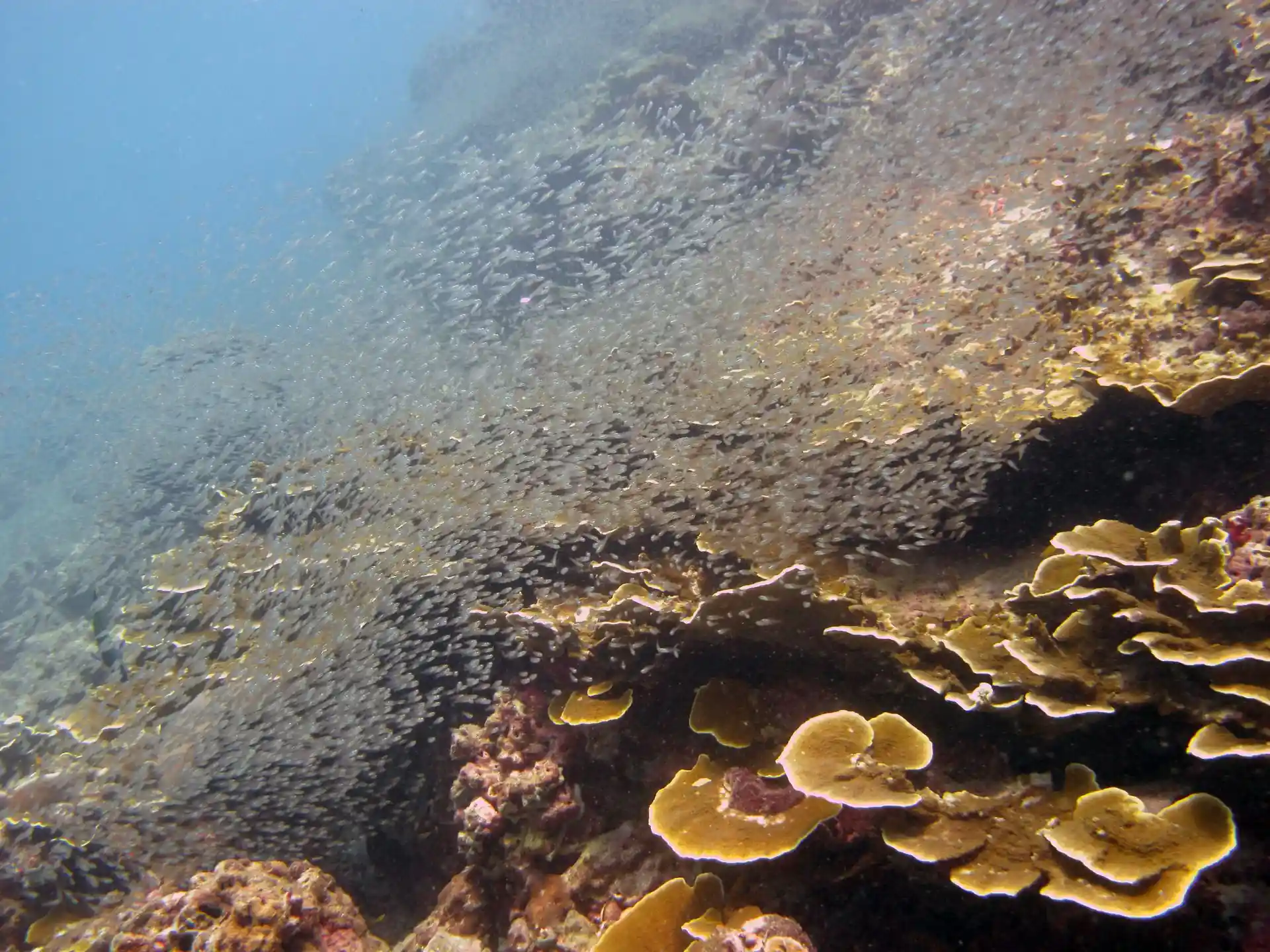 ダイビングサイトの写真