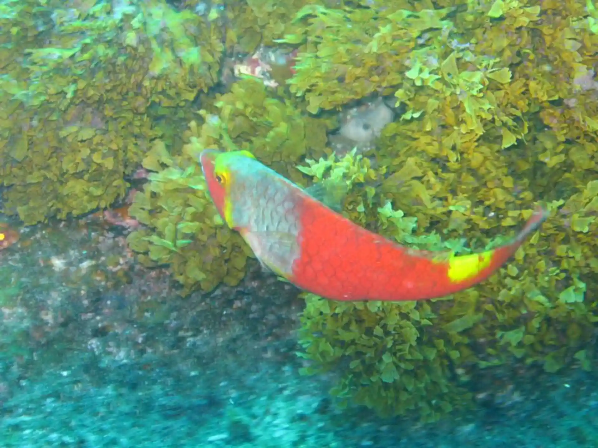 Foto del sitio de buceo