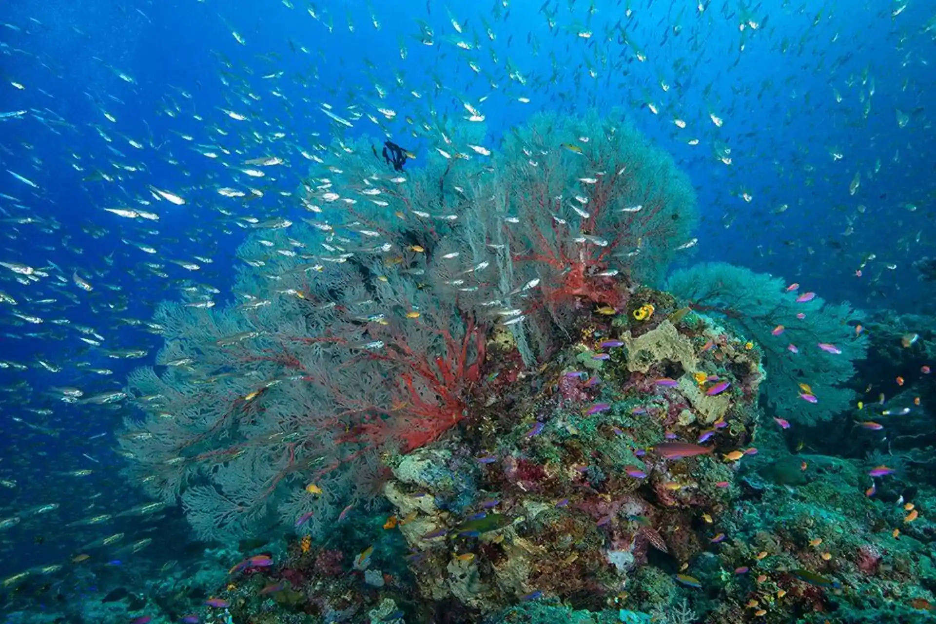 See colorful marine life while diving with Liveaboard MSY WAOW
