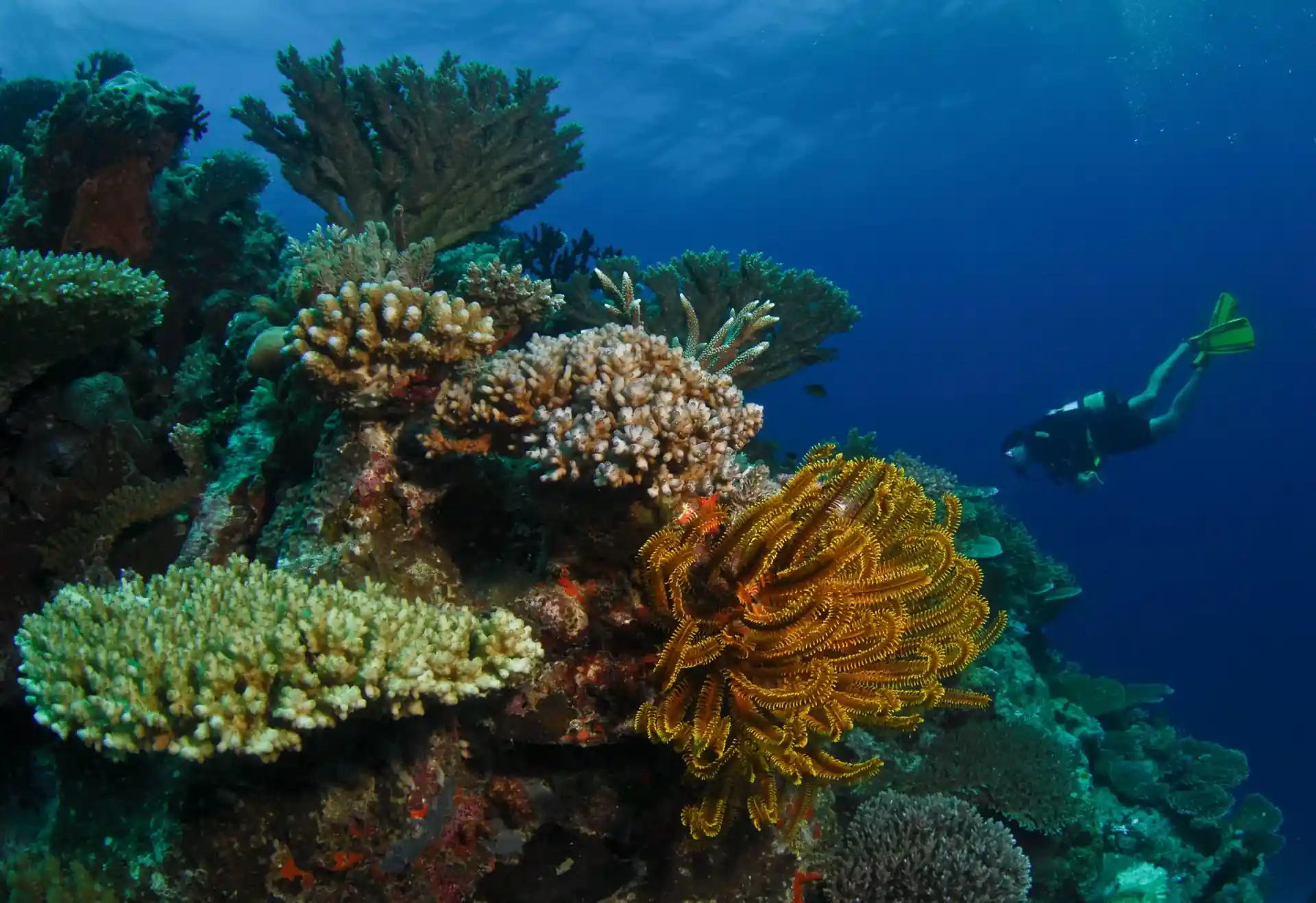 Dive site photo