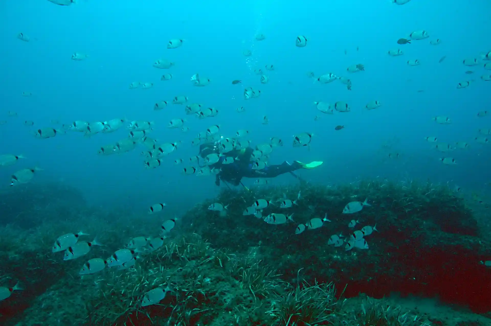 ダイビングサイトの写真