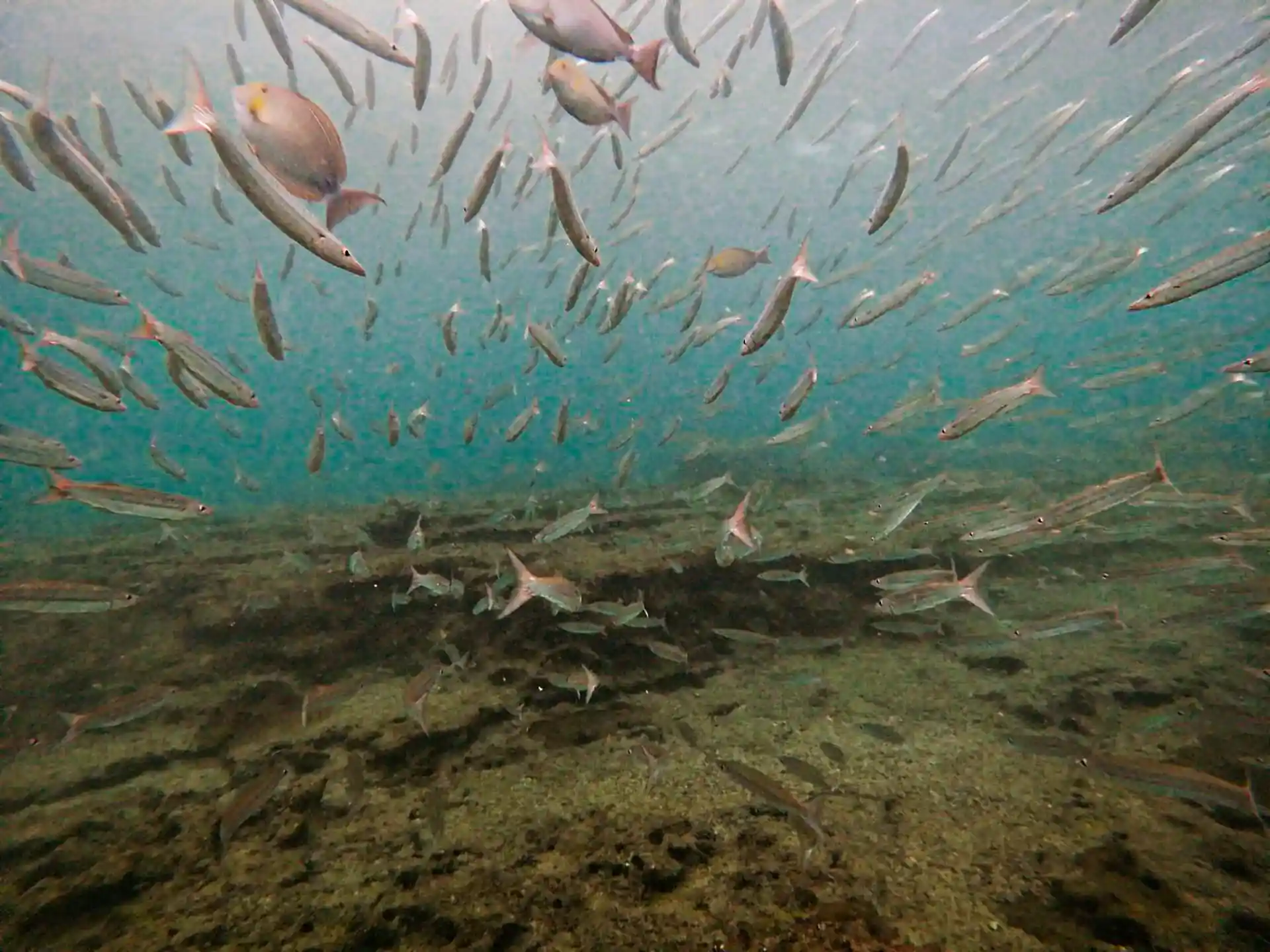 ダイビングサイトの写真