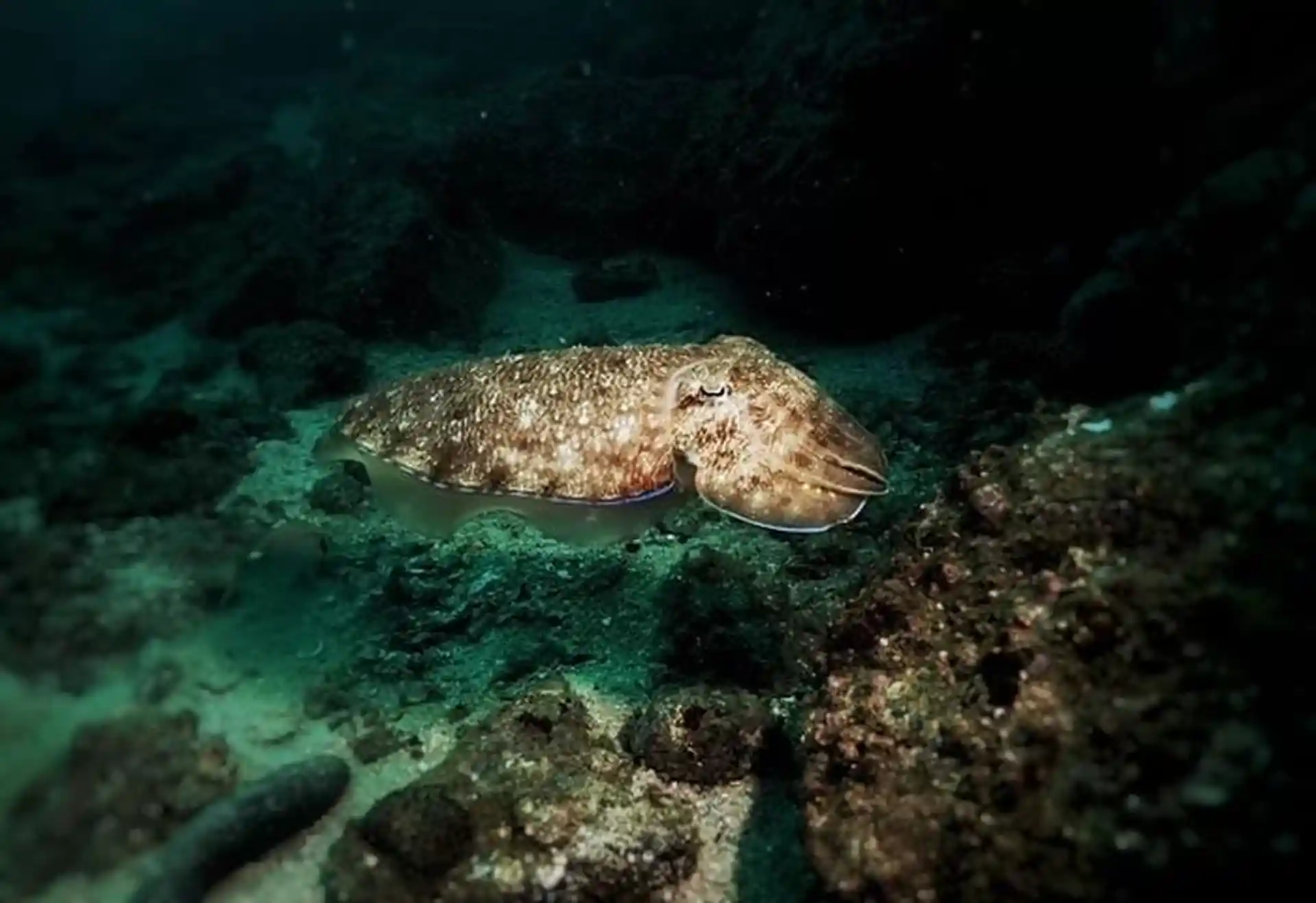 Foto van de duiklocatie