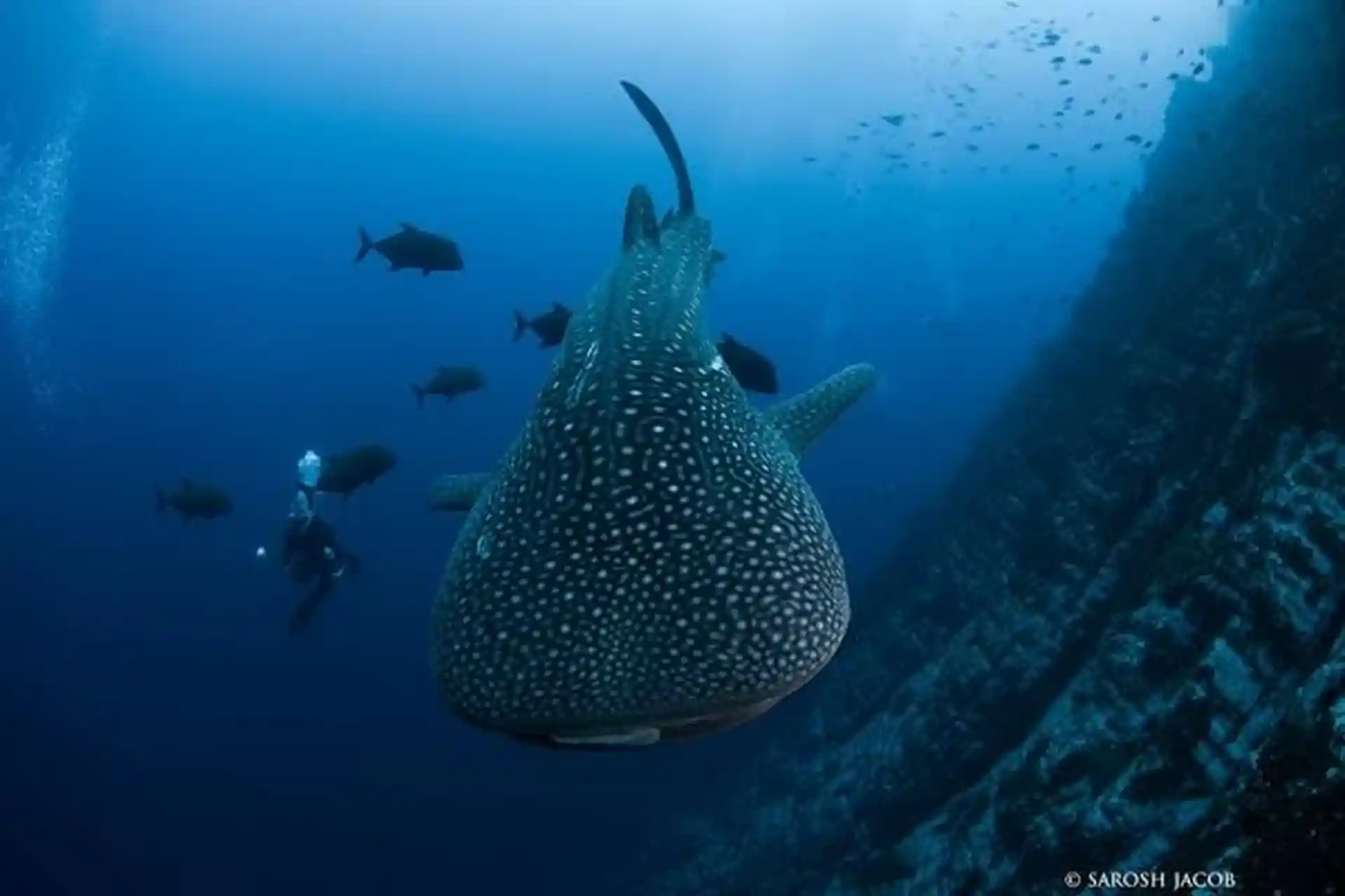 Dive shop photo