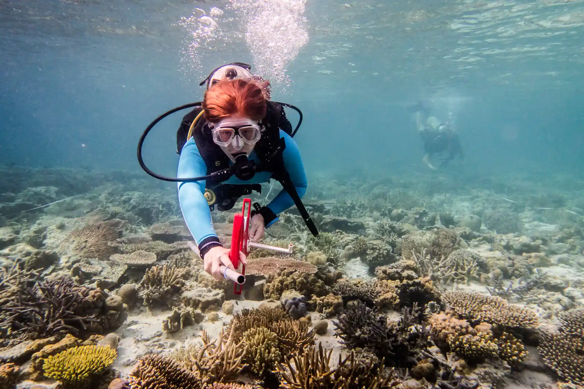 Diver working on measurements on the reef