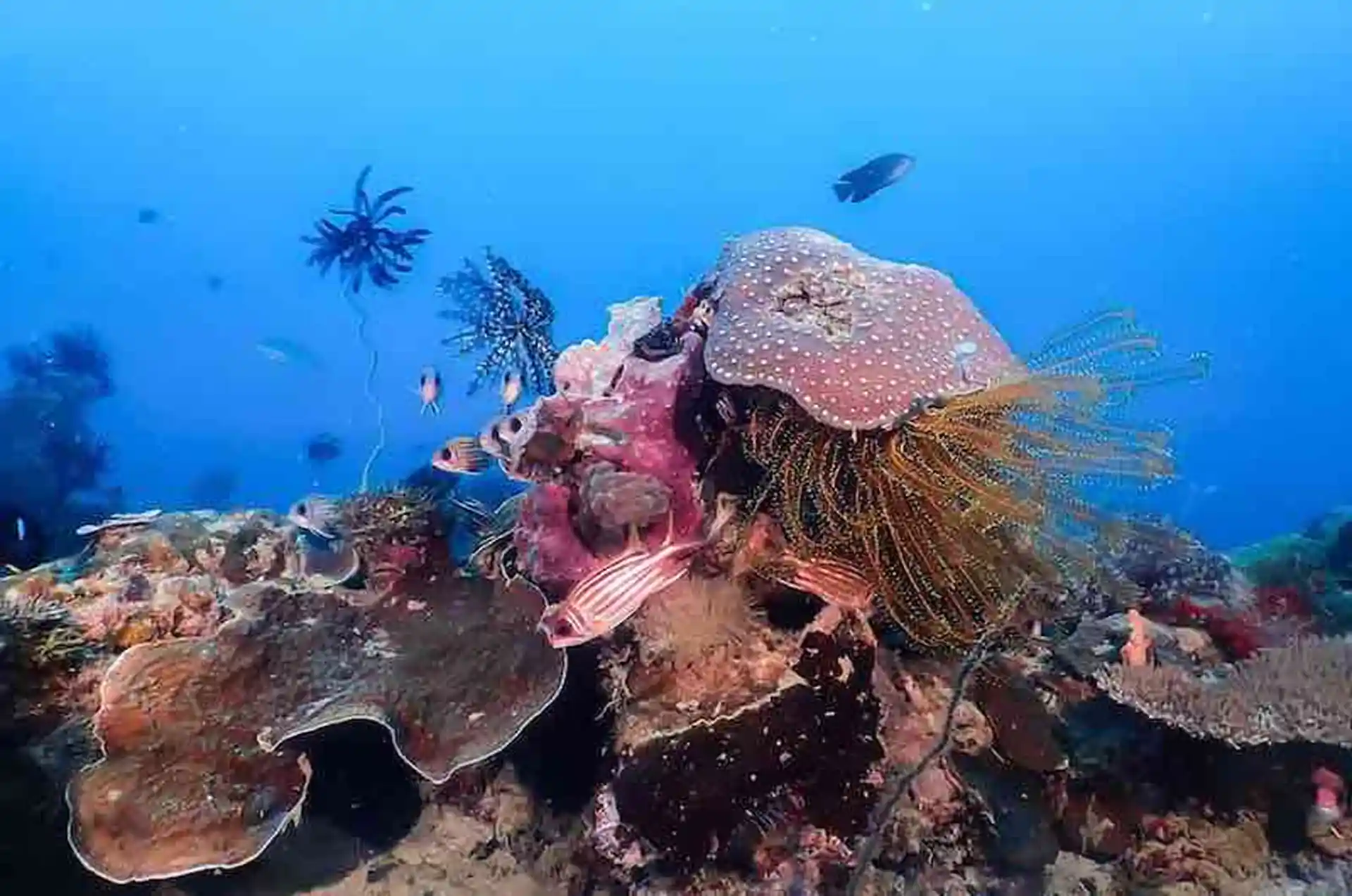 Dive site photo