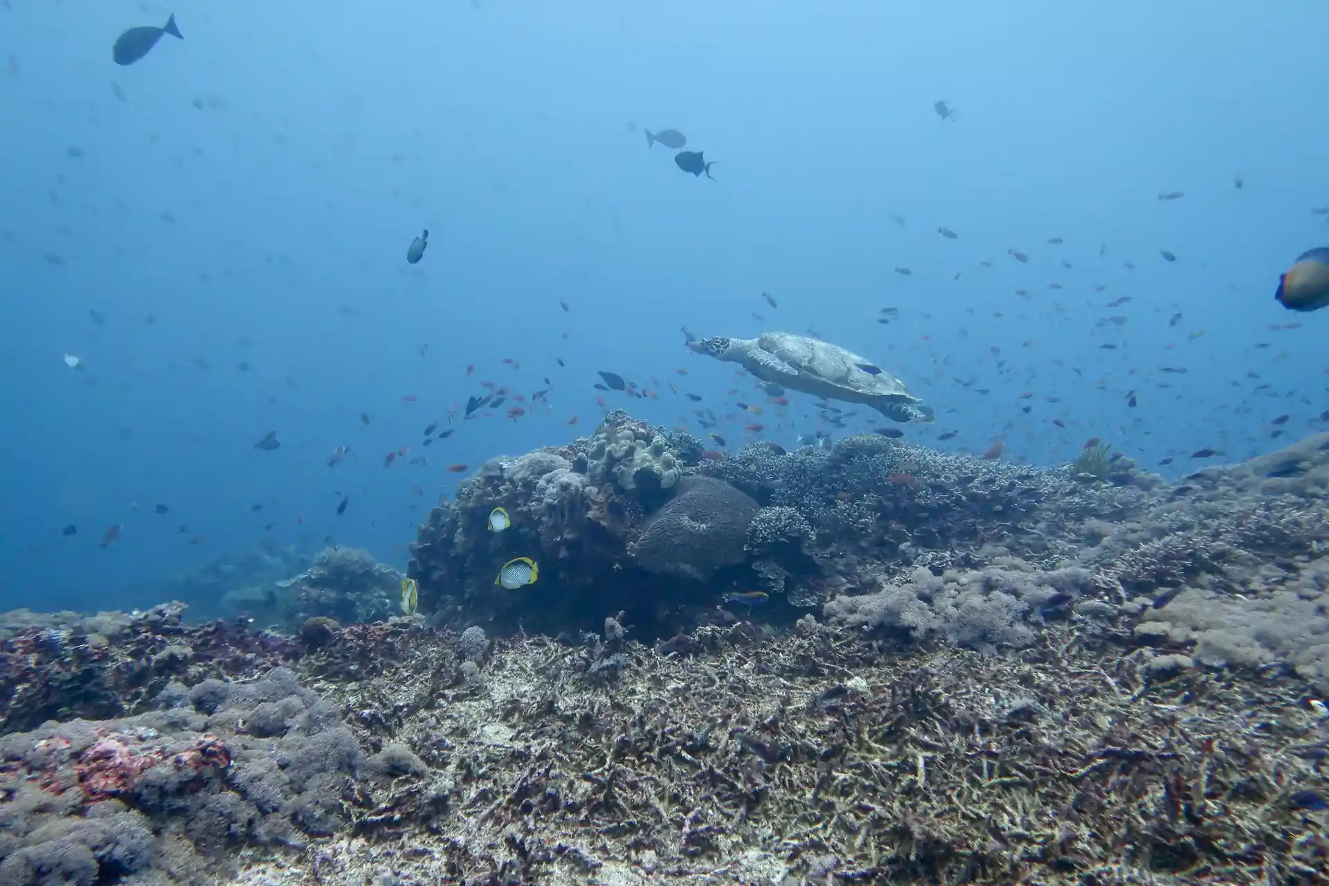 Dive site photo