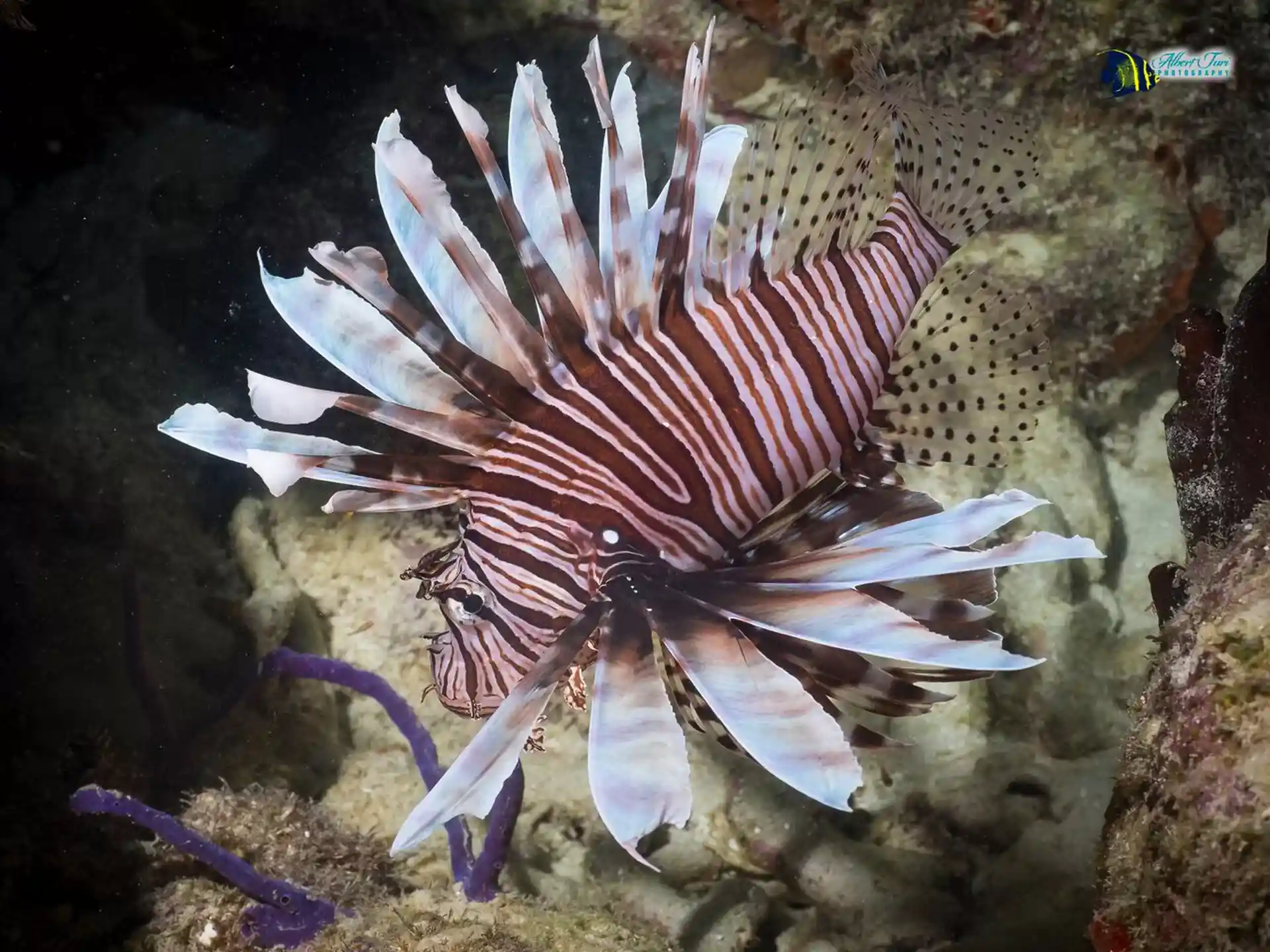 Lion fish (lion fish hunting on request)