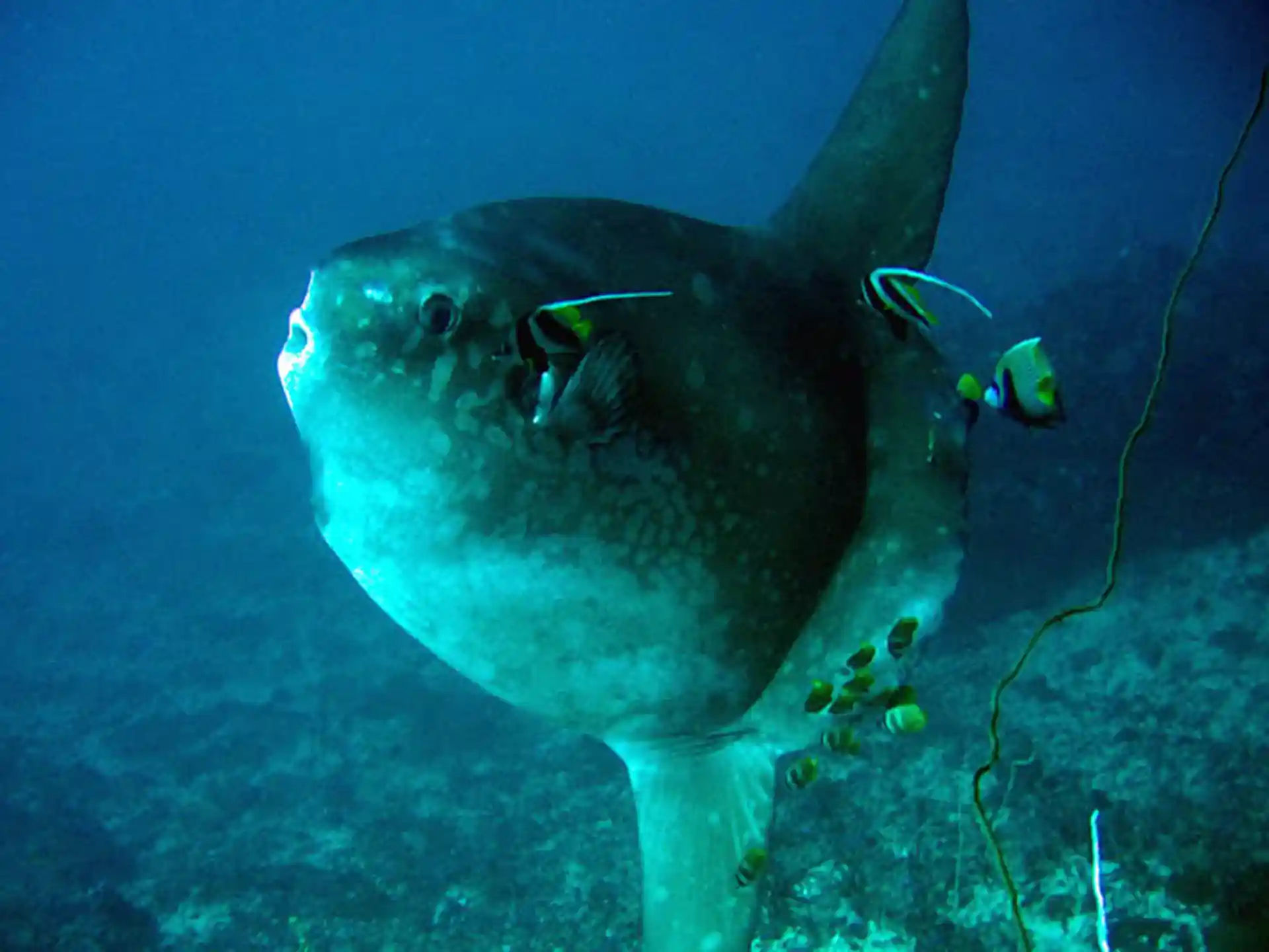 Dive shop photo