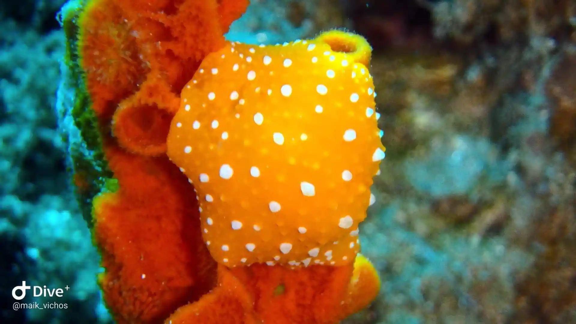 Dive shop photo