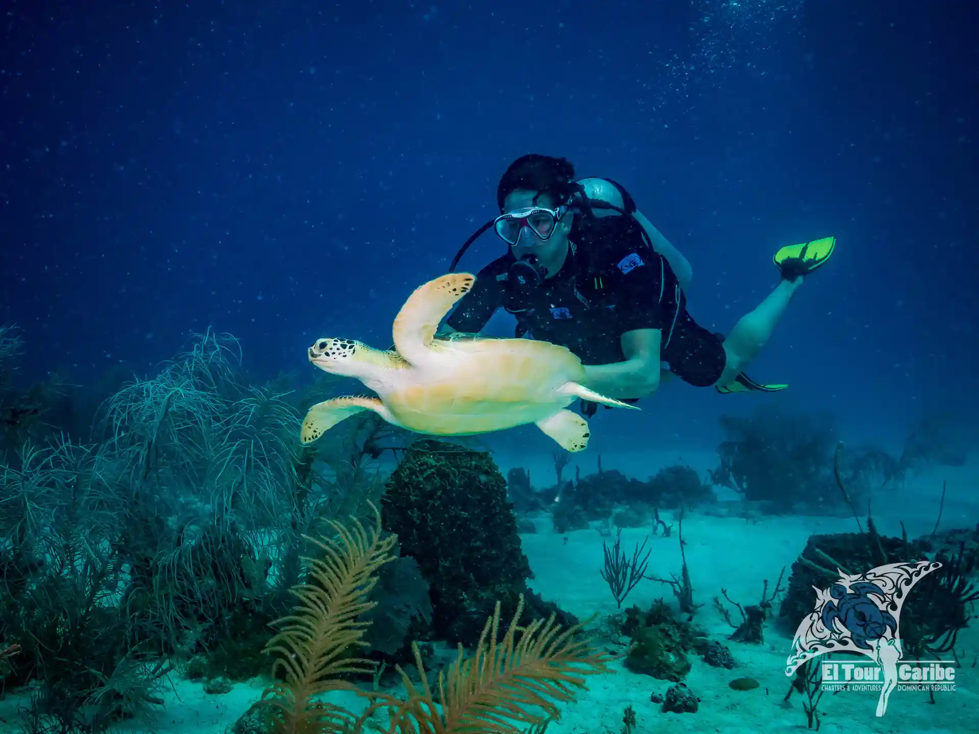 Student diver getting a close up view of a Green Sea Turtel on his Open Water Training dive.