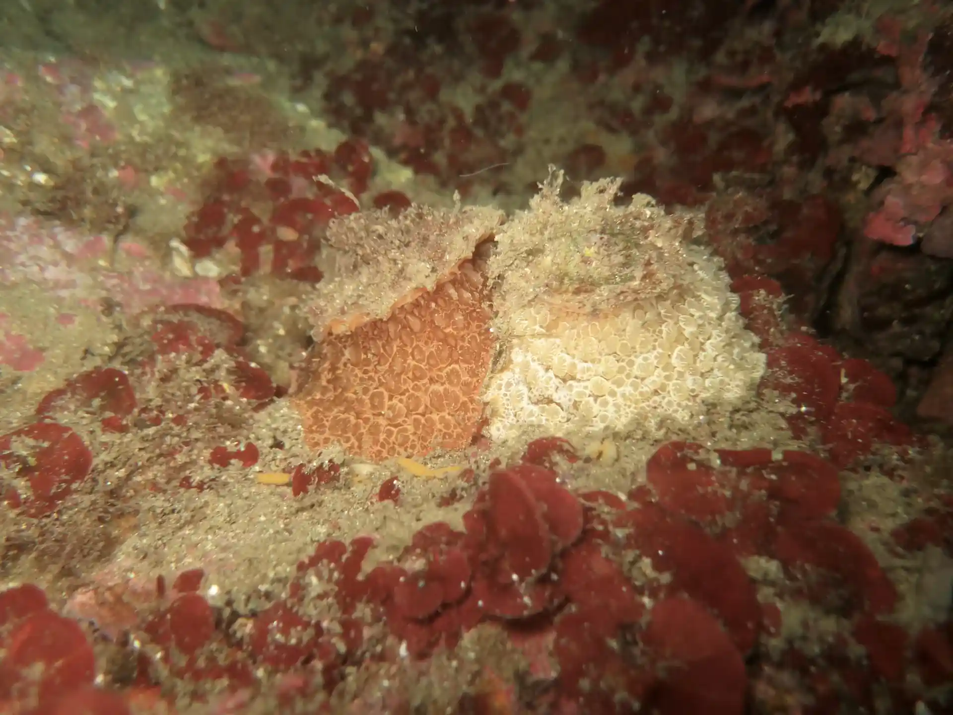 Two exemplars of umbraculum (nudibranch)