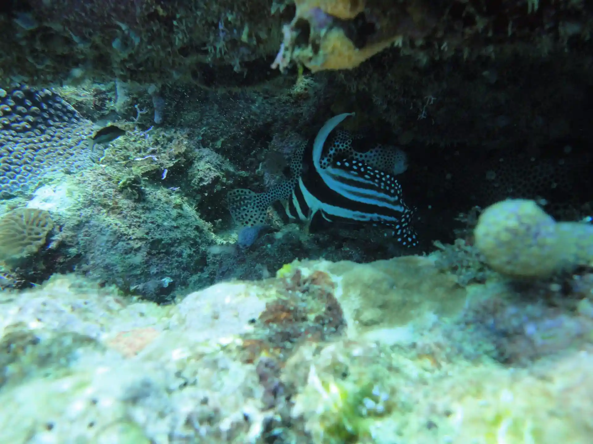 ダイビングサイトの写真