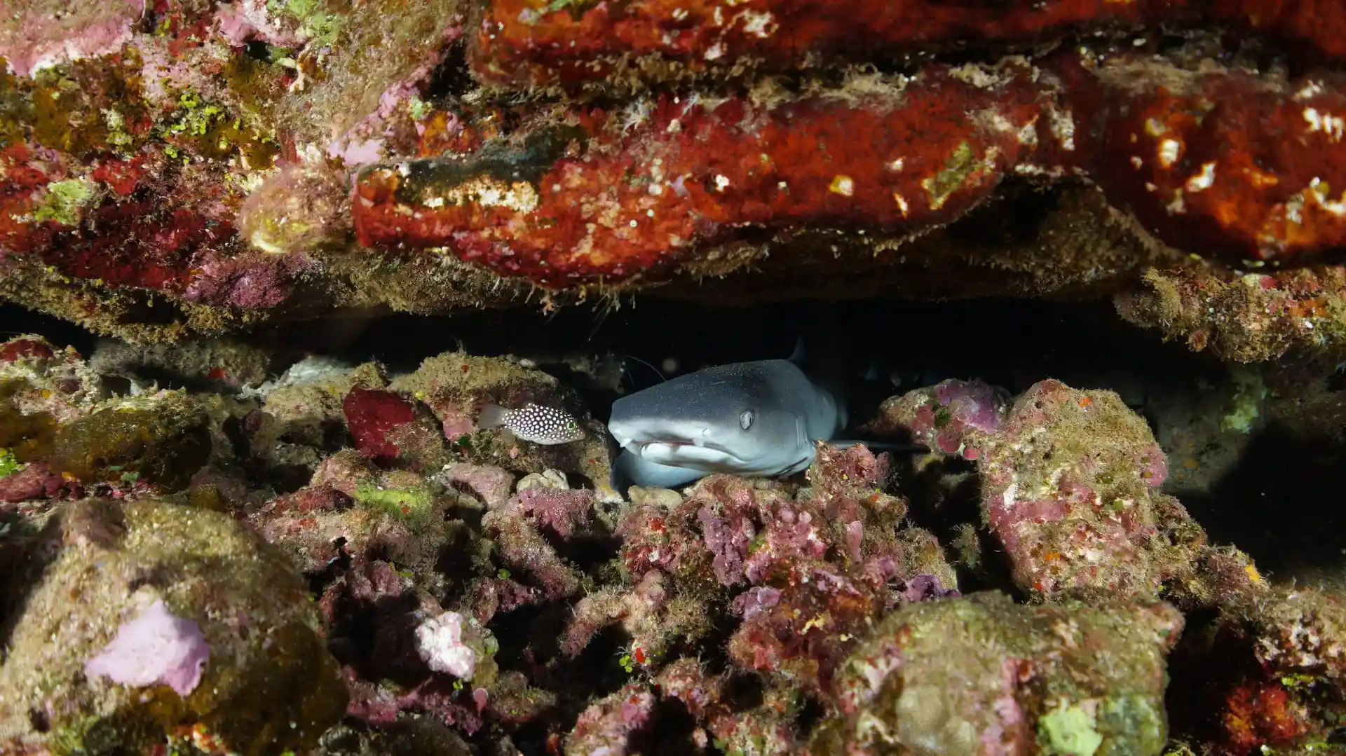 Dive site photo