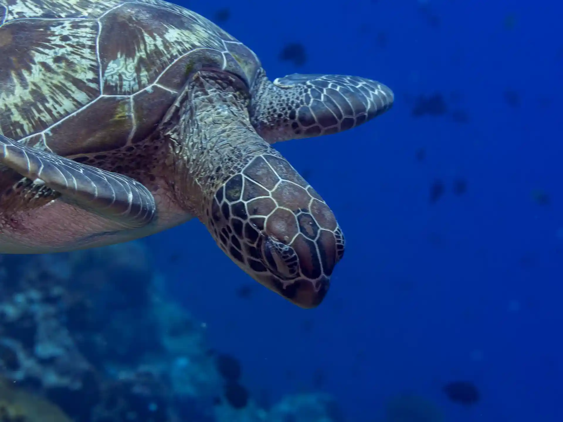 Dive site photo