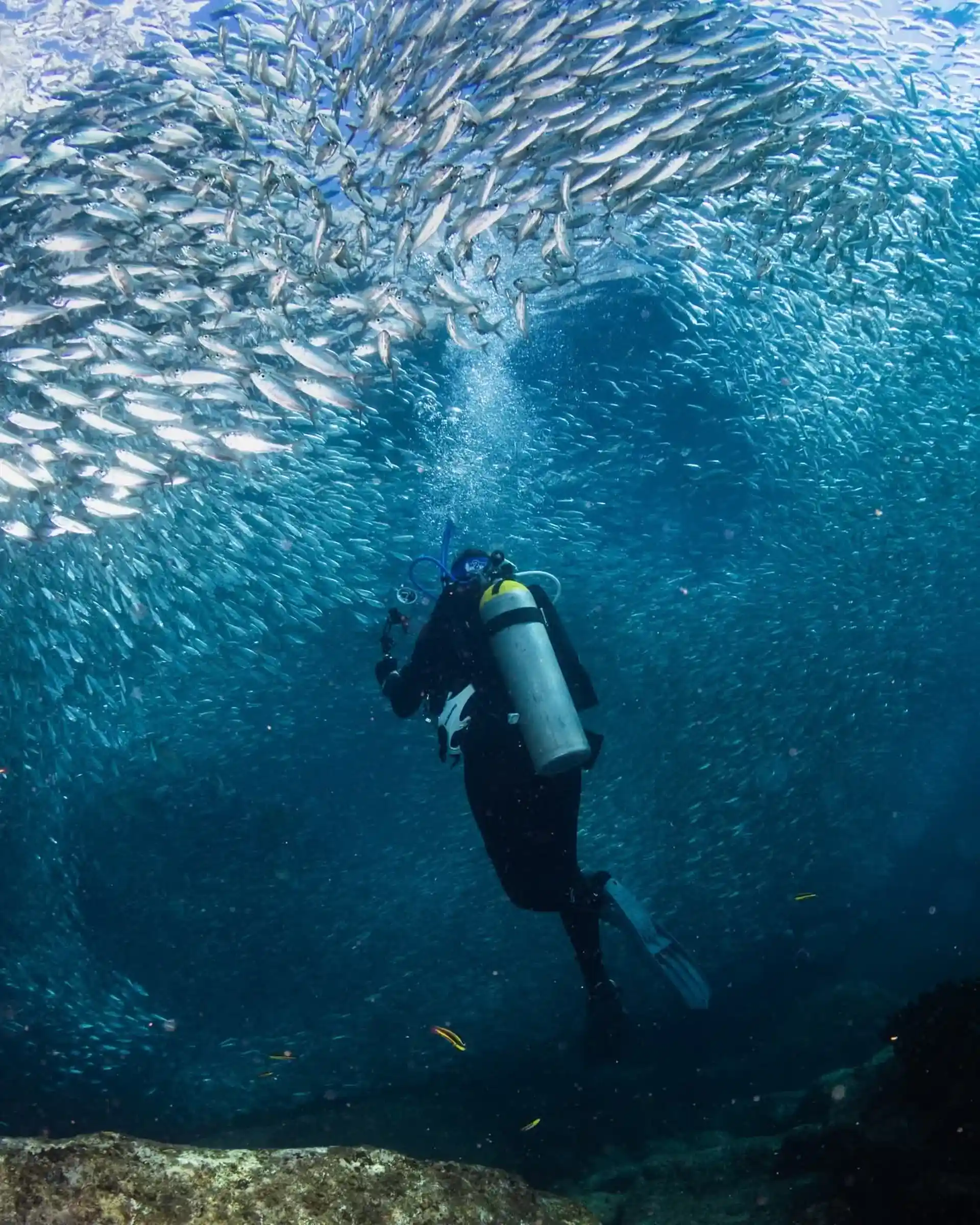 Come in the fall season to enjoy a dive in the middle of a massive bait ball in the sea lion colony (ask for the best days)