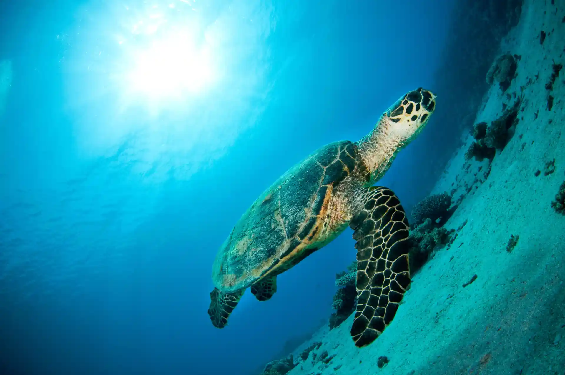 Learn to dive in Dahab, Egypt
