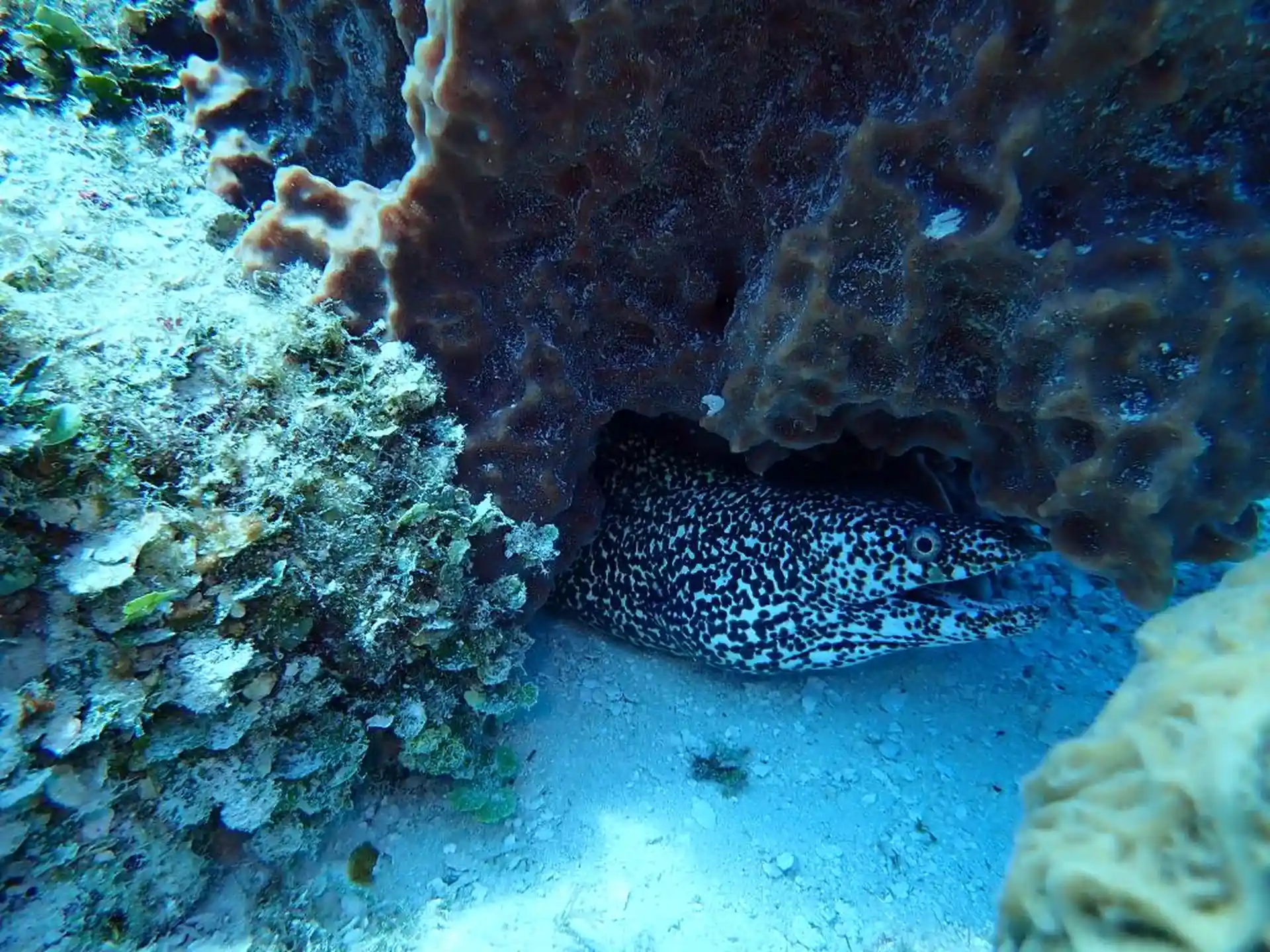 Photo du site de plongée