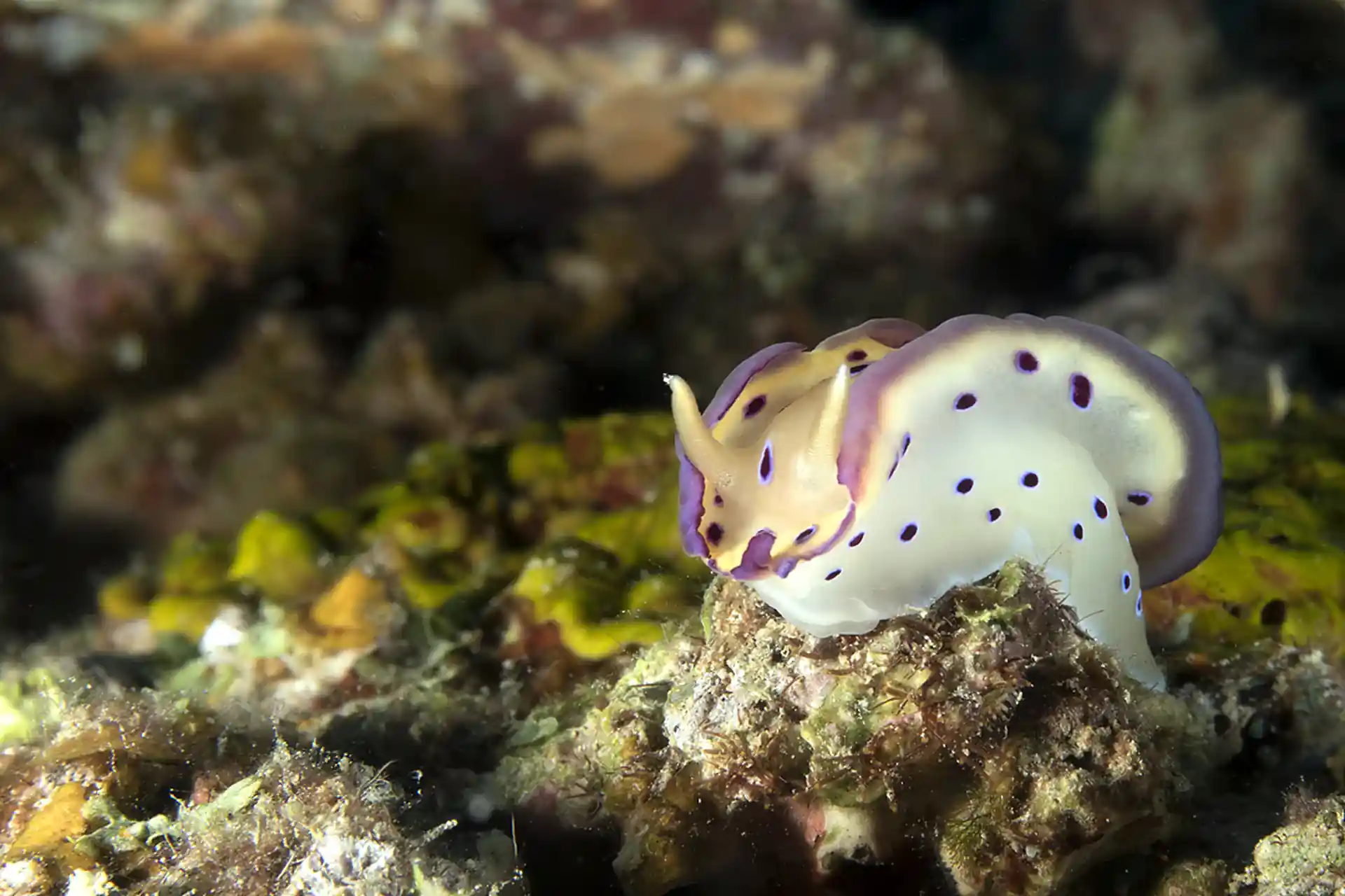 Photo du site de plongée