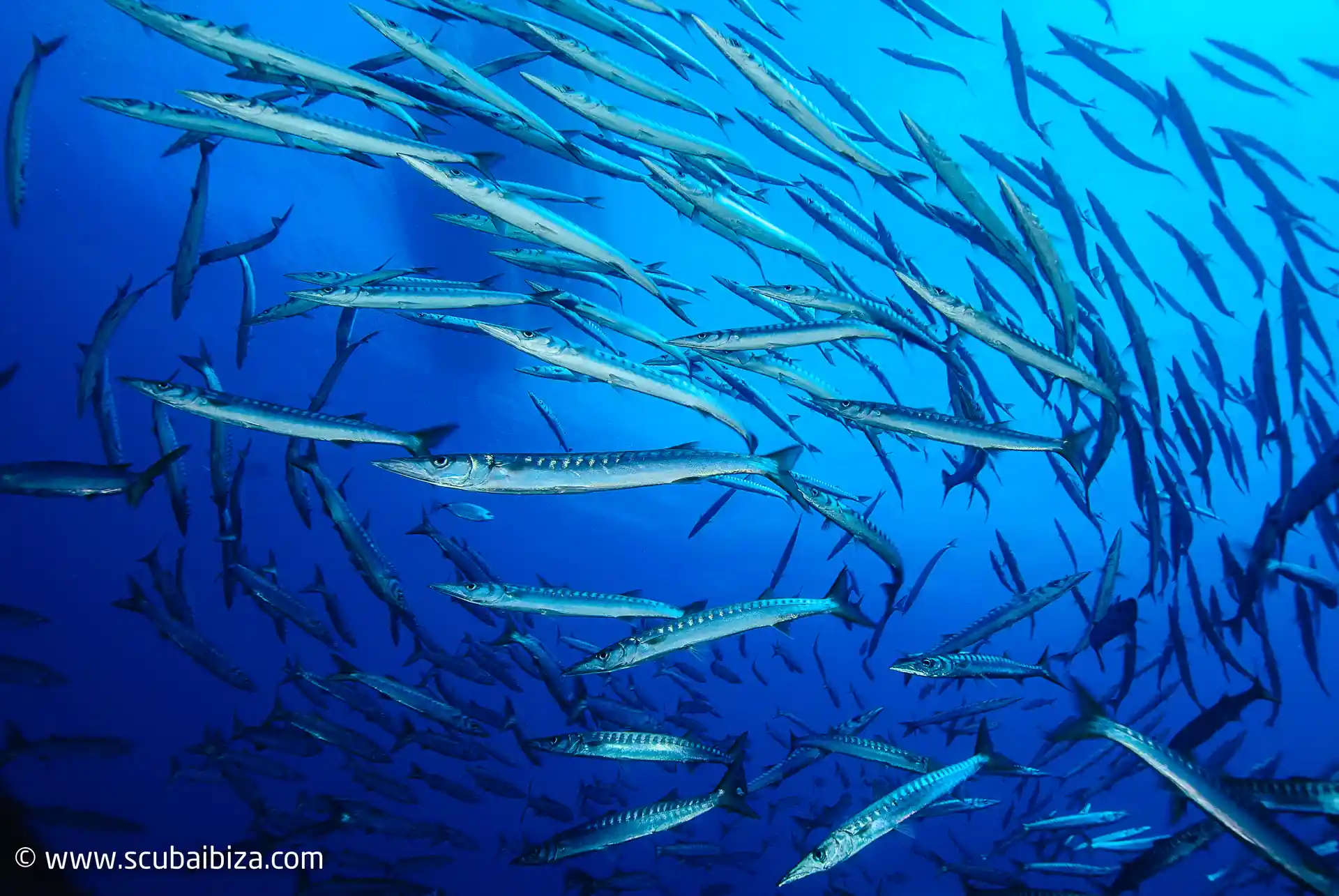 Foto de la actividad