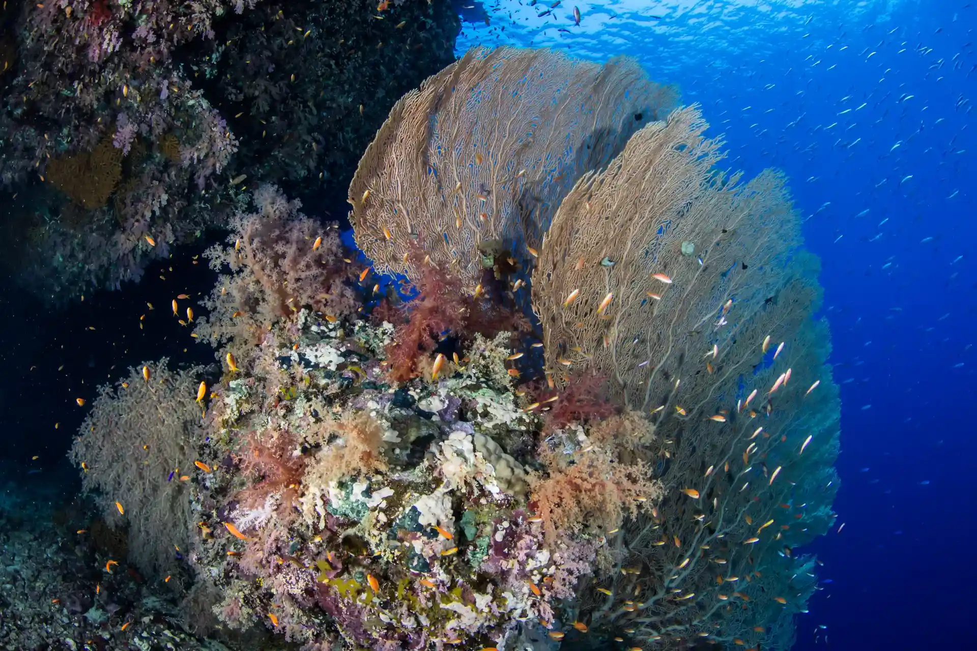 Dive site photo
