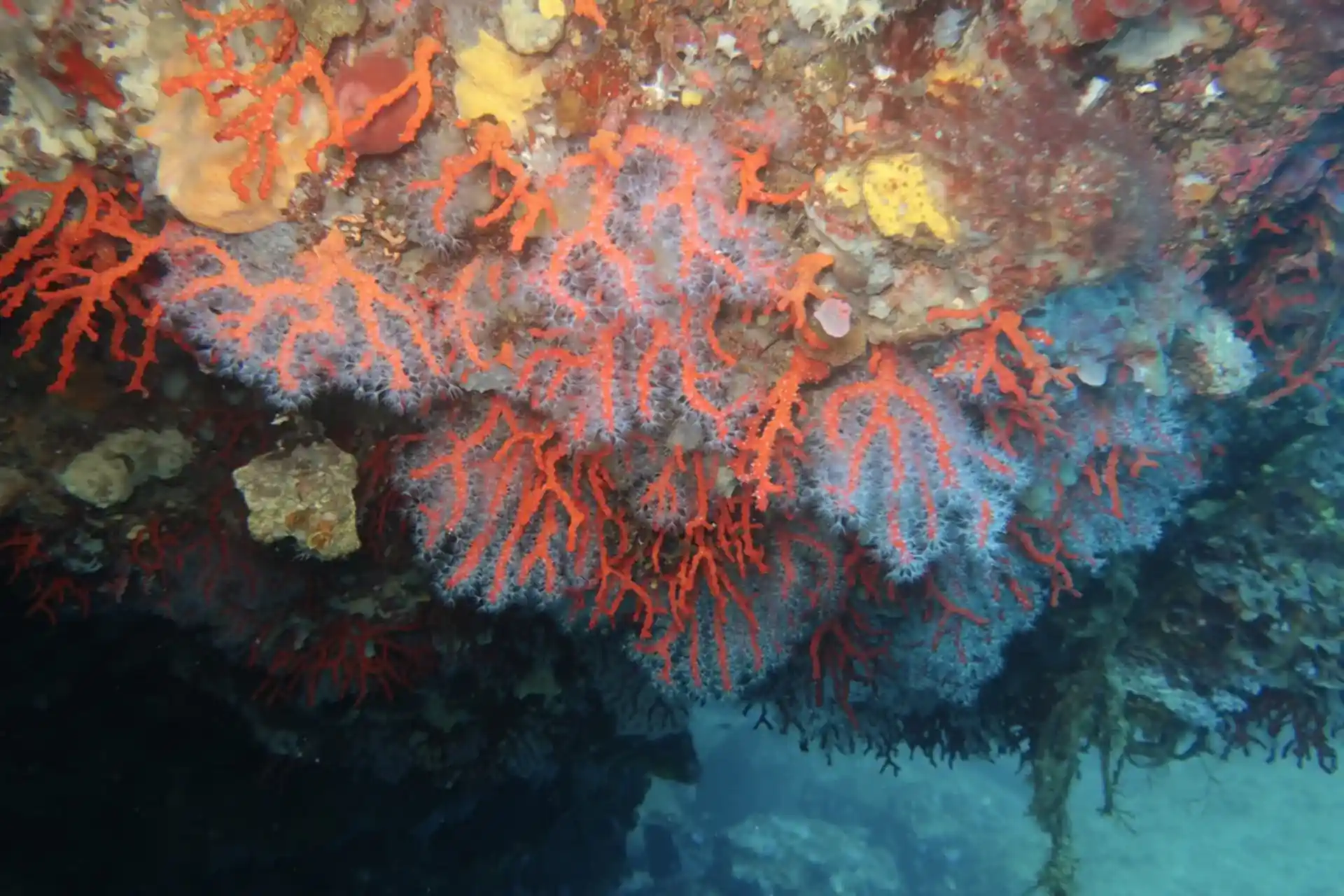 Dive site photo