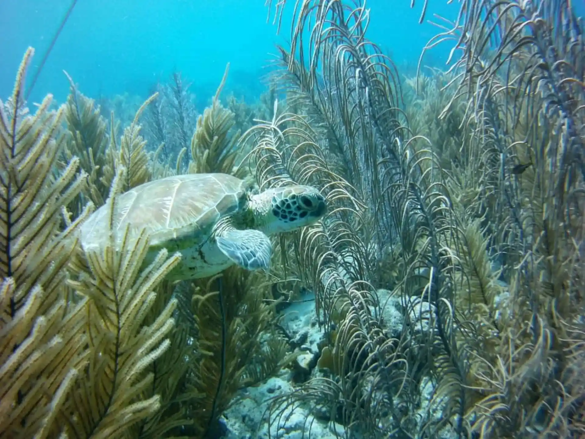 Dive site photo