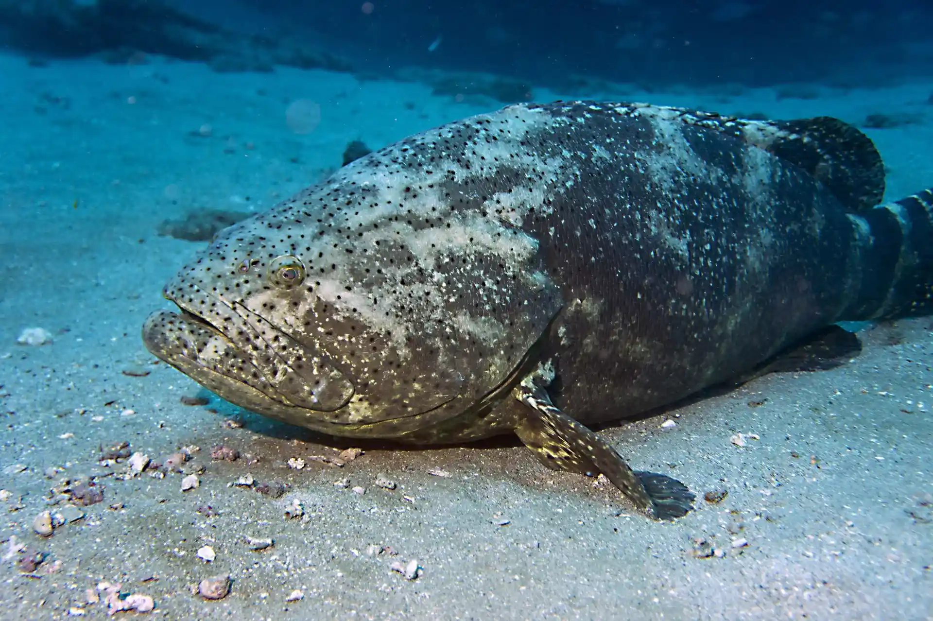 Dive site photo