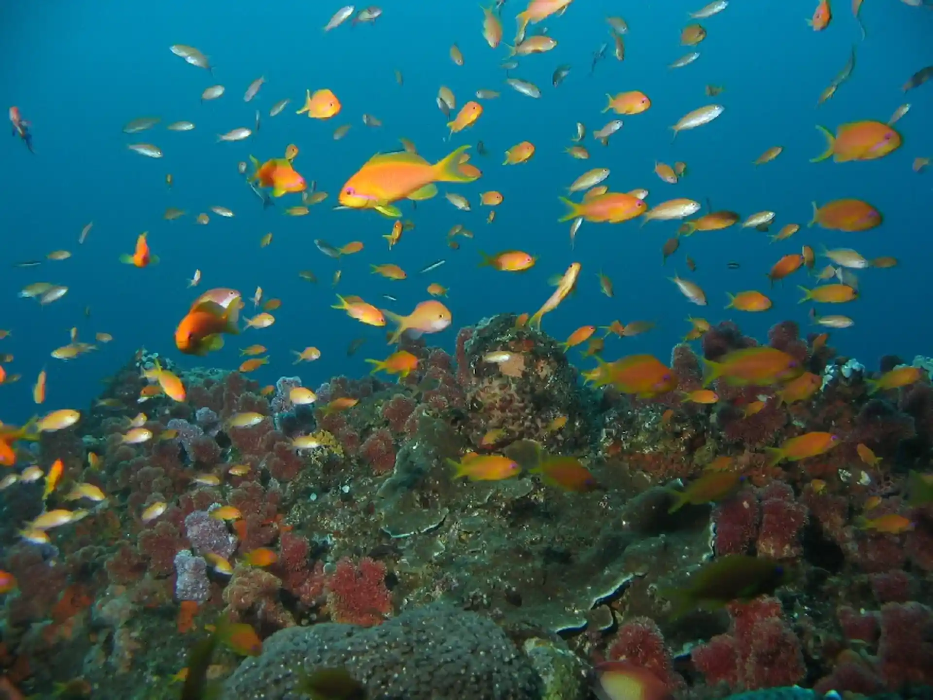 Dive site photo
