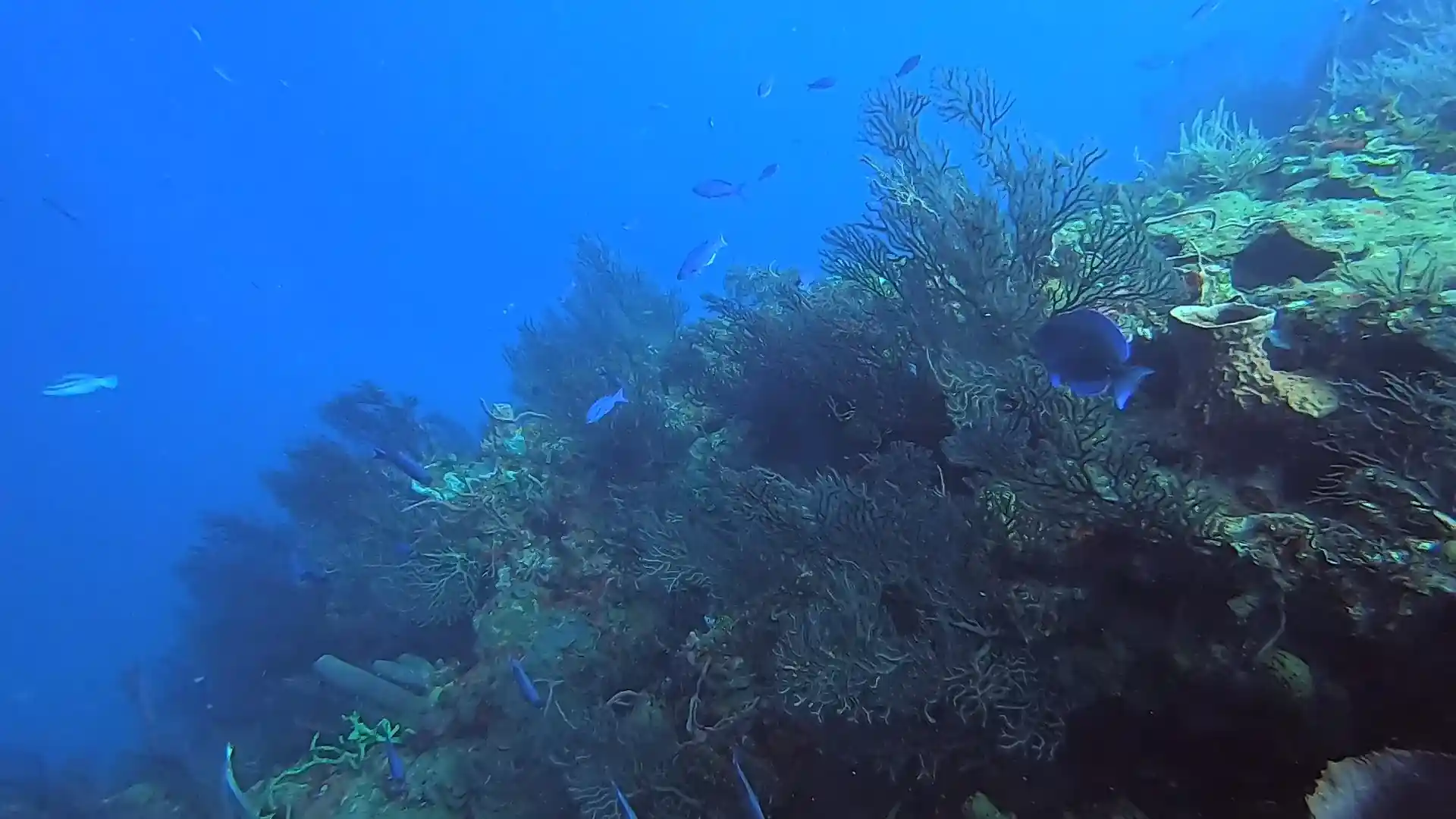 Dive site photo