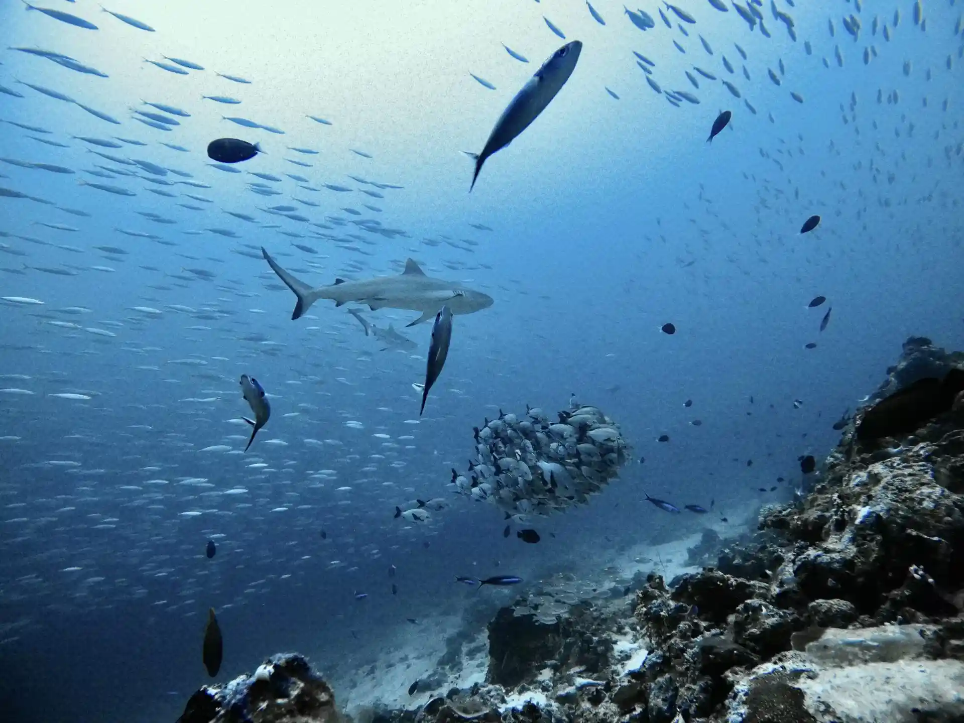 Dive site photo
