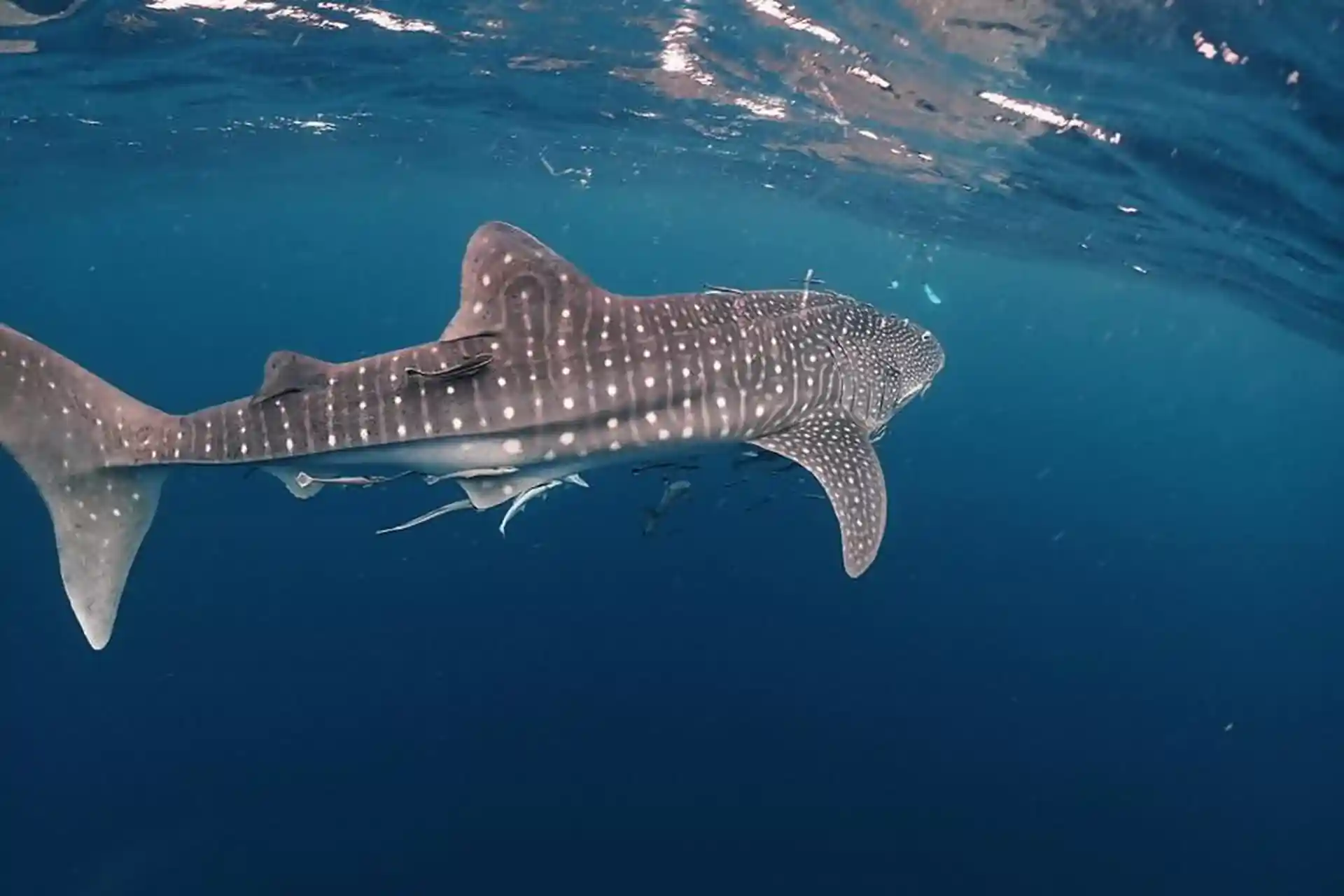 Experience one of the most majestic under water encounters with a whale shark.