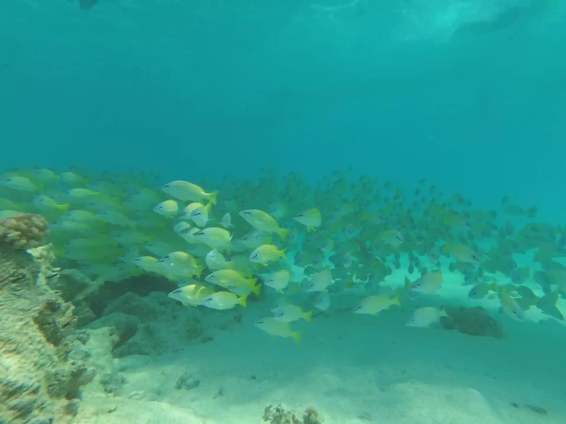 Groups of snappers make the sea more attractive