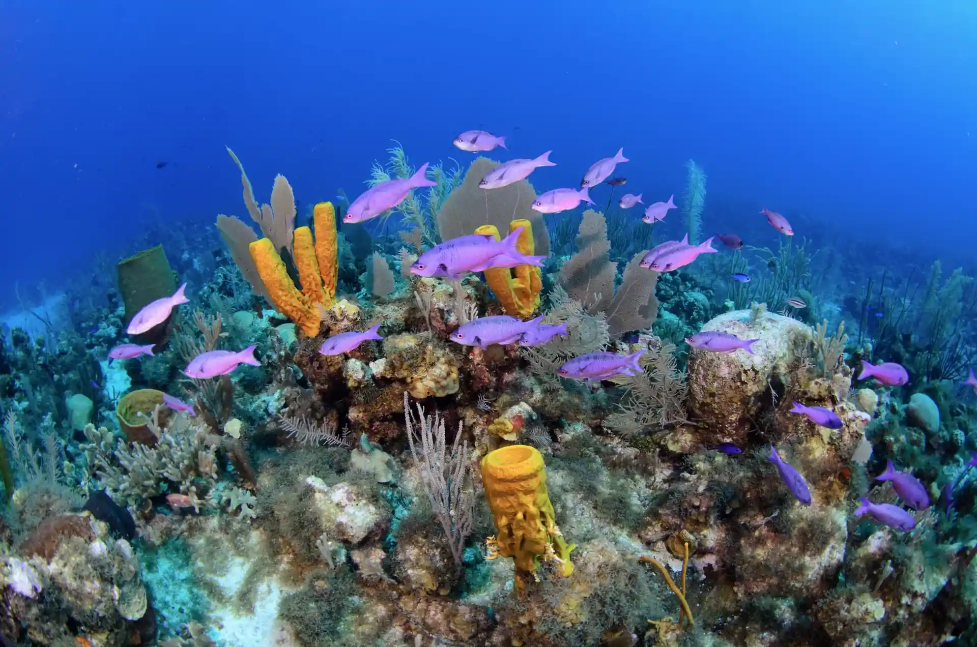 Dive site photo