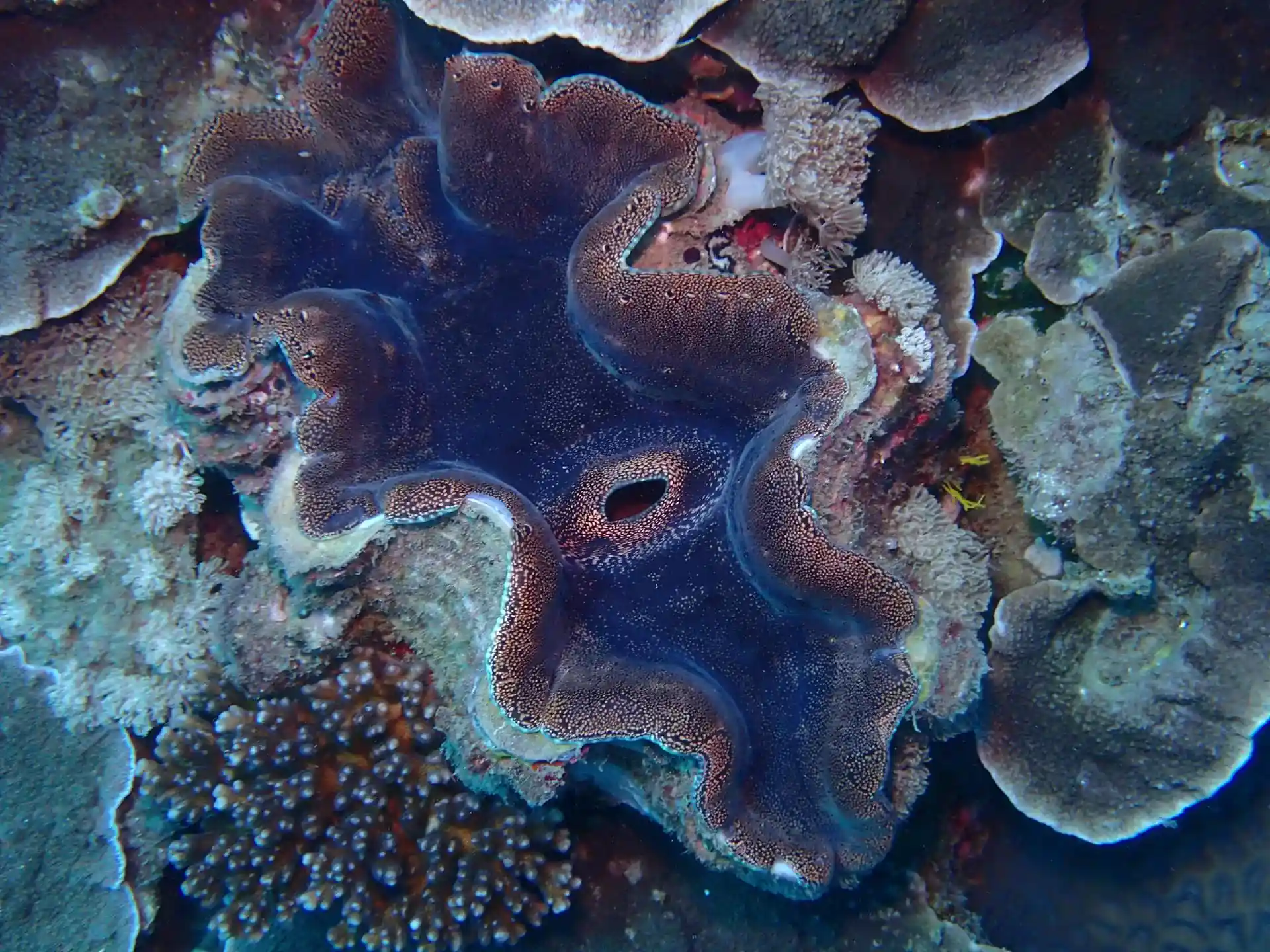 Dive site photo