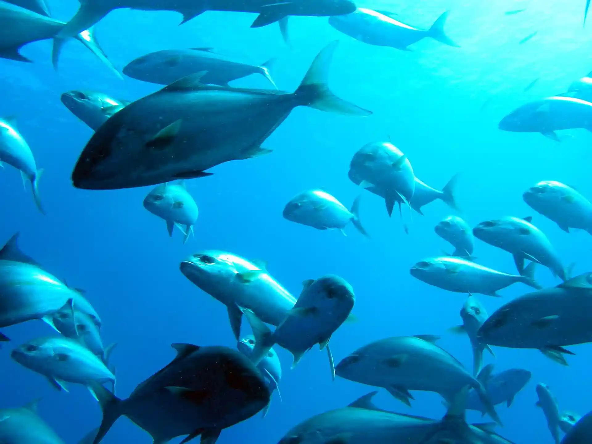 Dive site photo