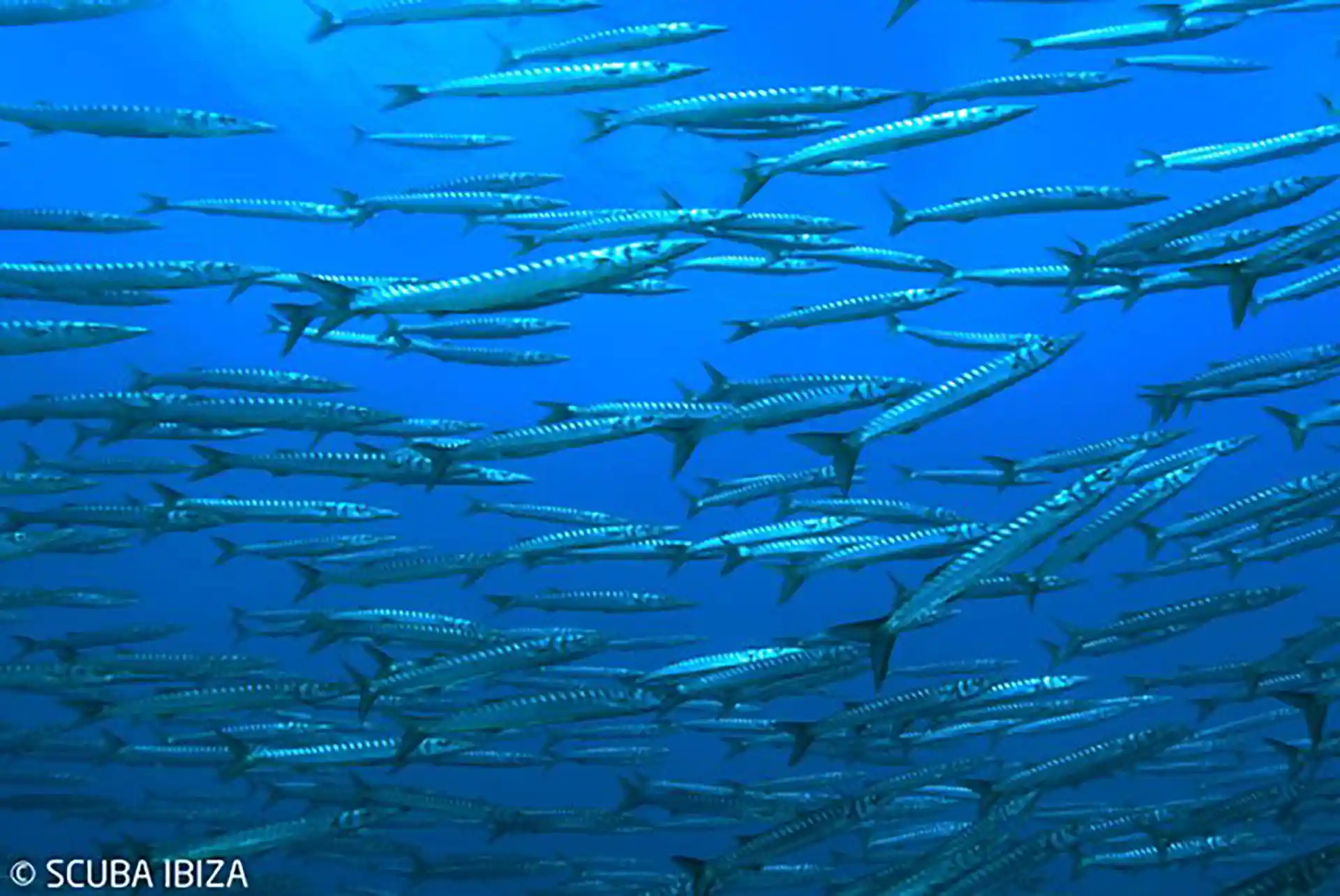 Dive site photo