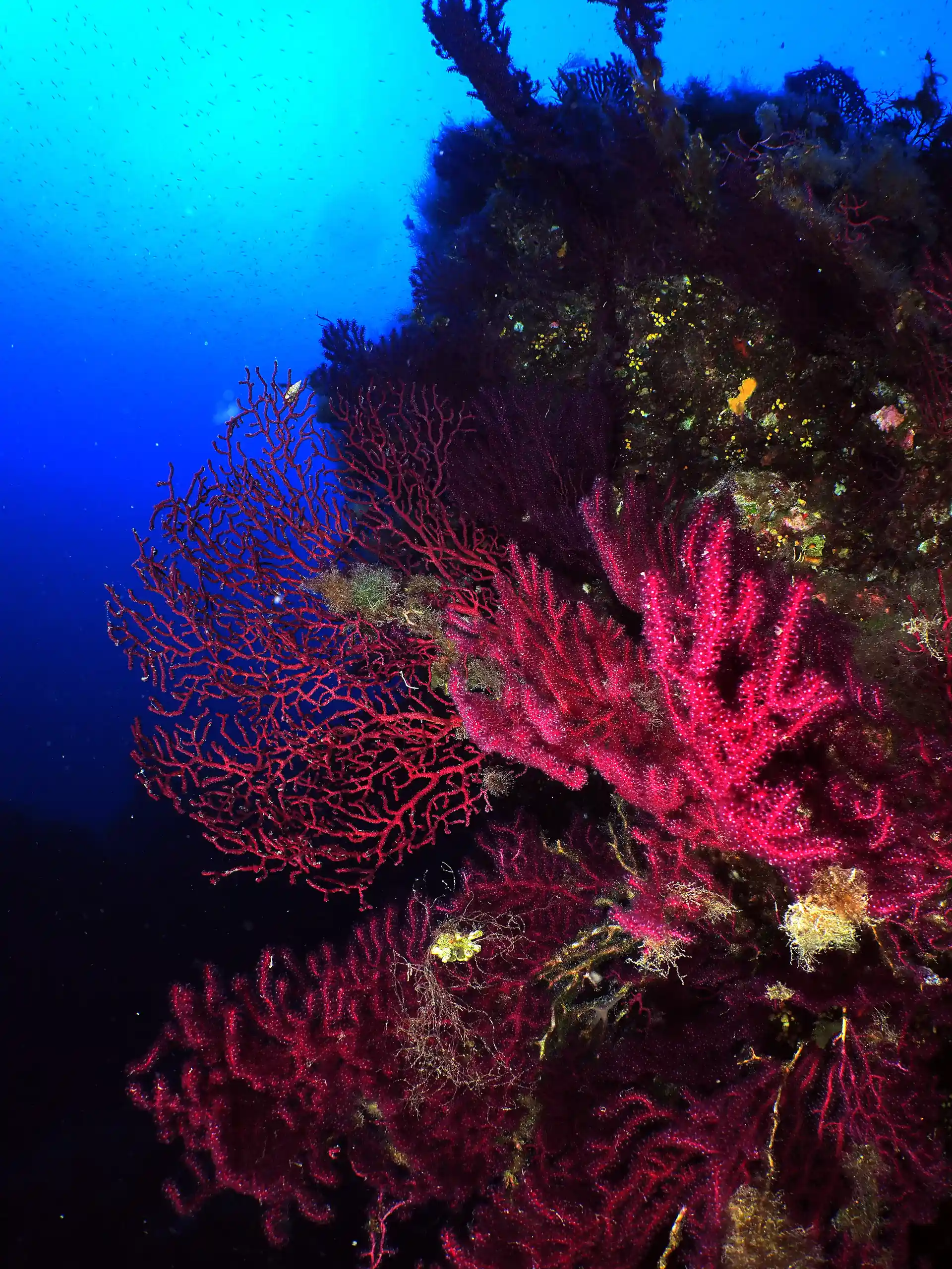 Foto de la actividad