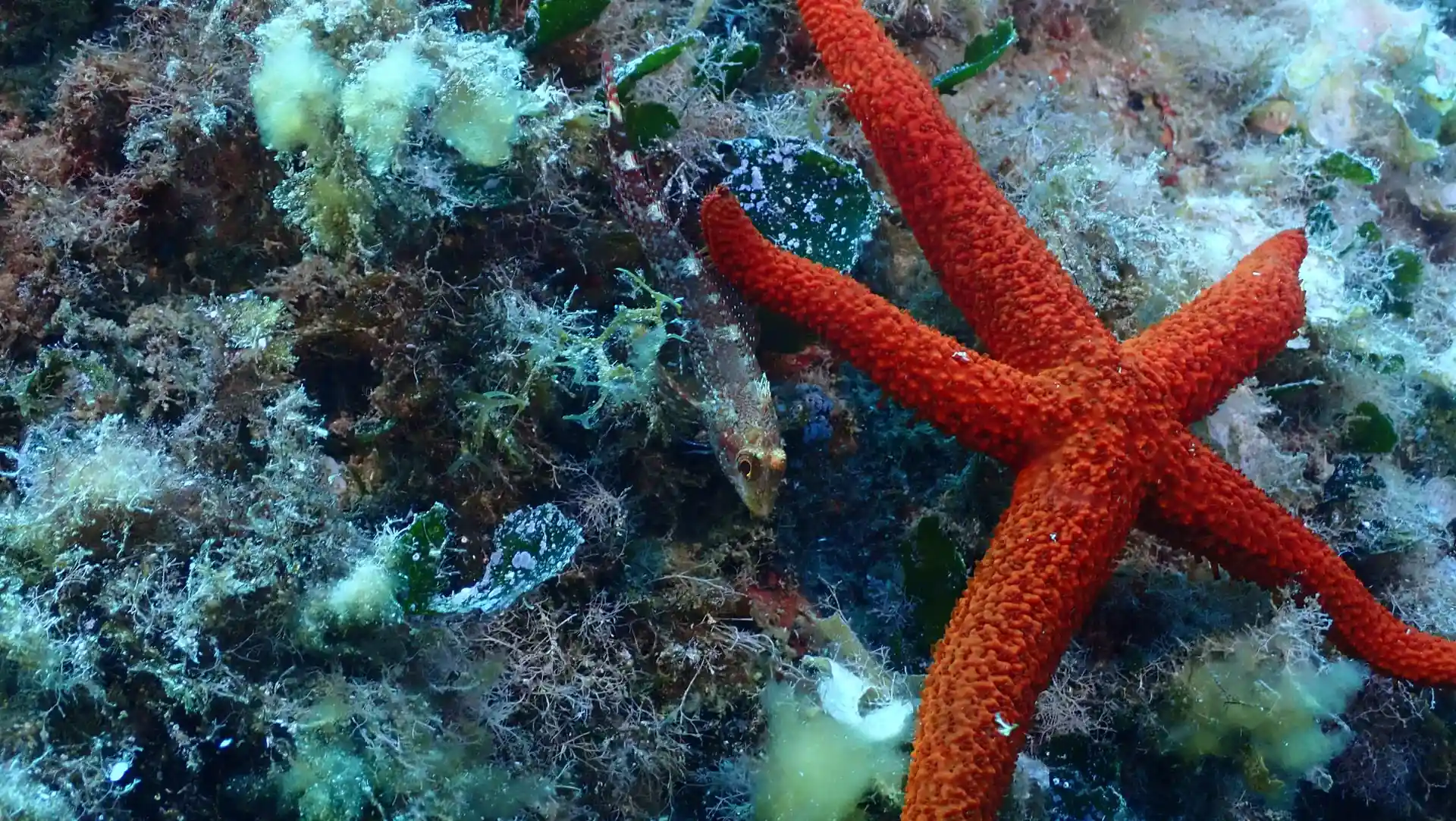 Foto des Tauchplatzes